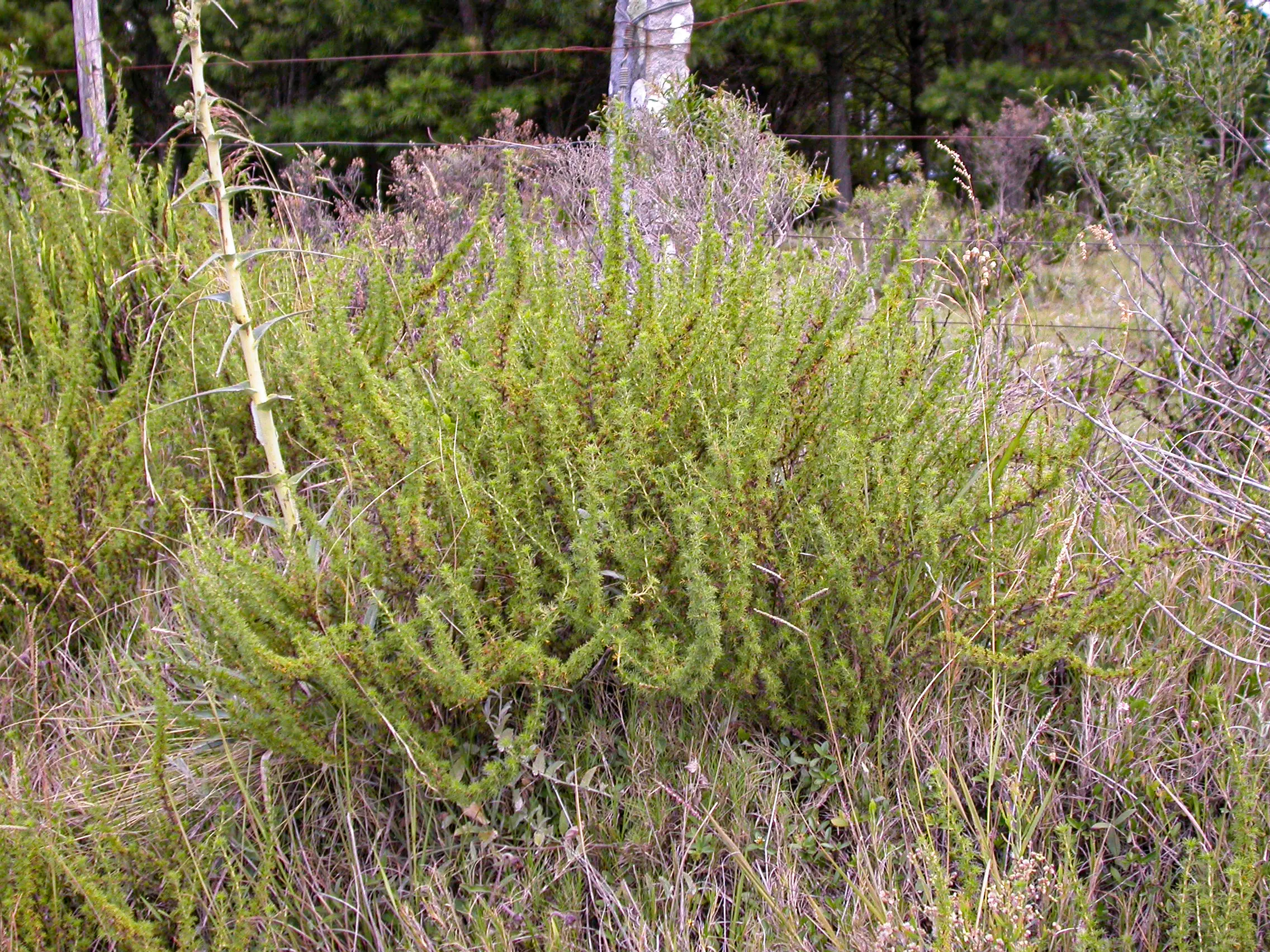 Margyricarpus pinnatus (Lam.) Kuntze