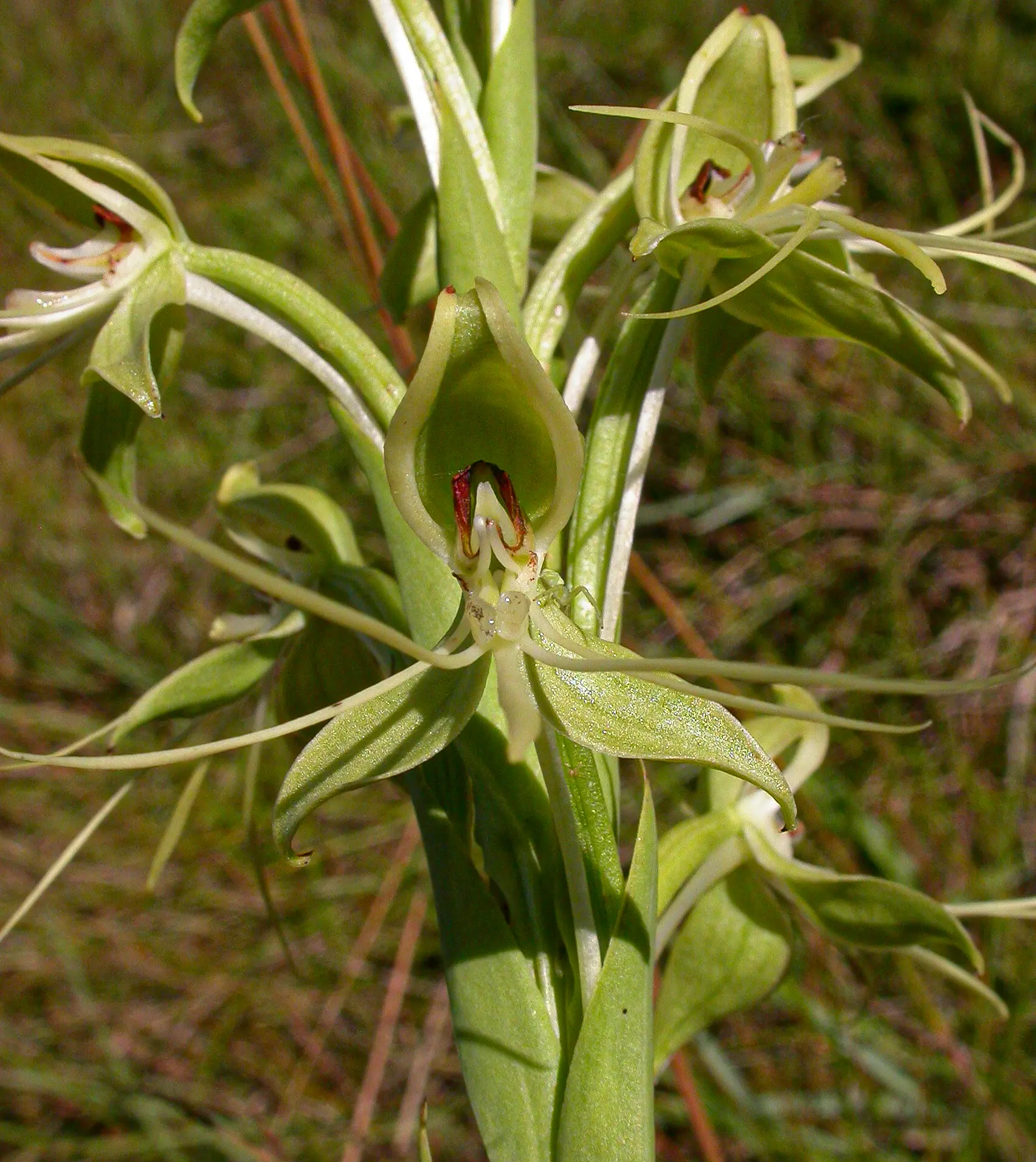 Habenaria macronectar (Vell.) Hoehne