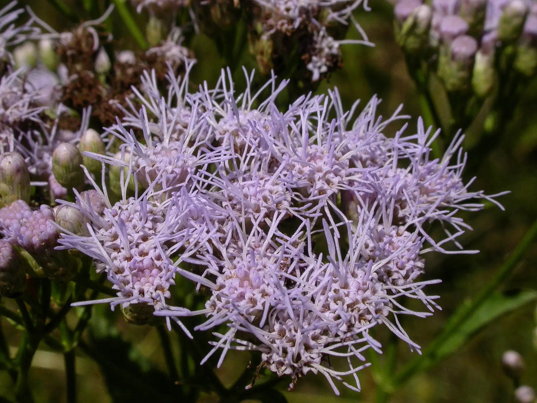 Chromolaena laevigata (Lam.) R.M.King & H.Rob.