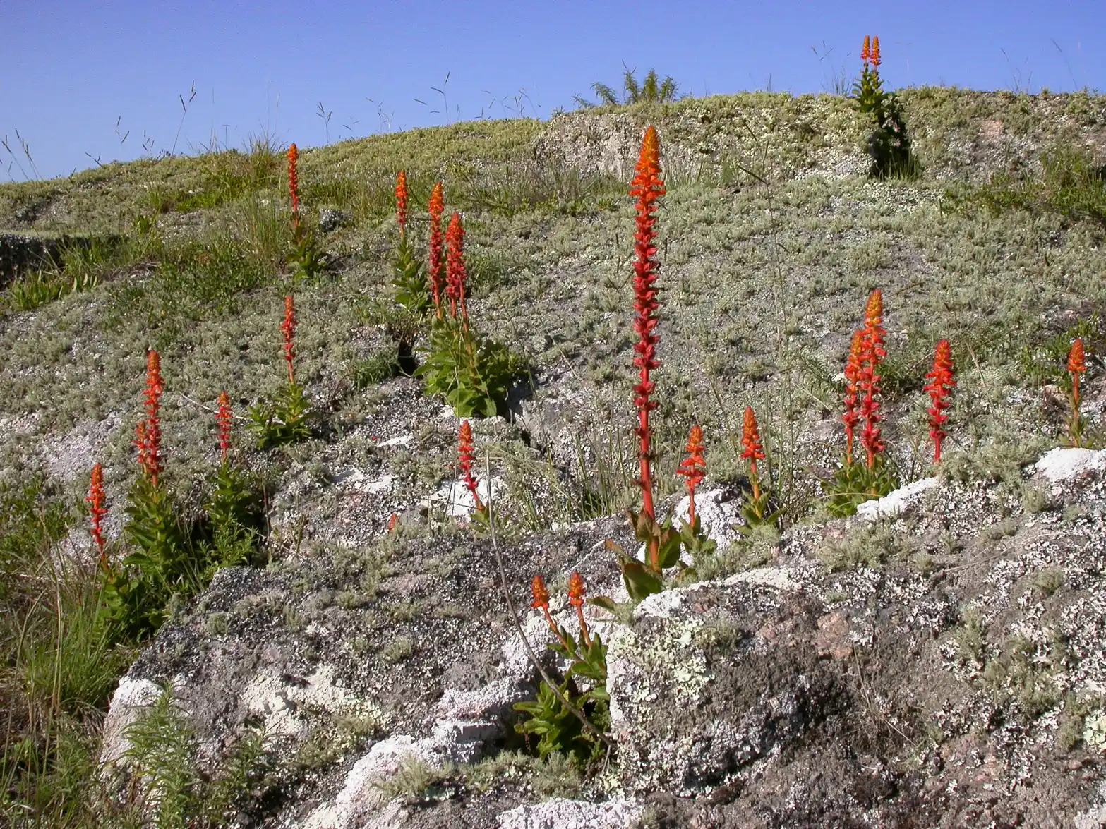 Sinningia allagophylla (Mart.) Wiehler