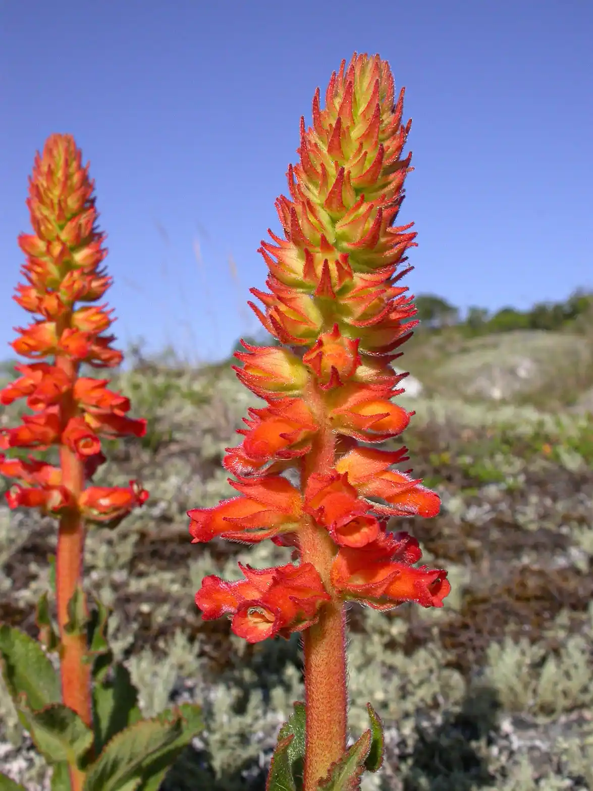 Sinningia allagophylla (Mart.) Wiehler