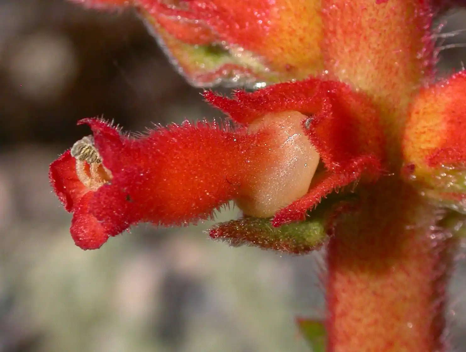 Sinningia allagophylla (Mart.) Wiehler