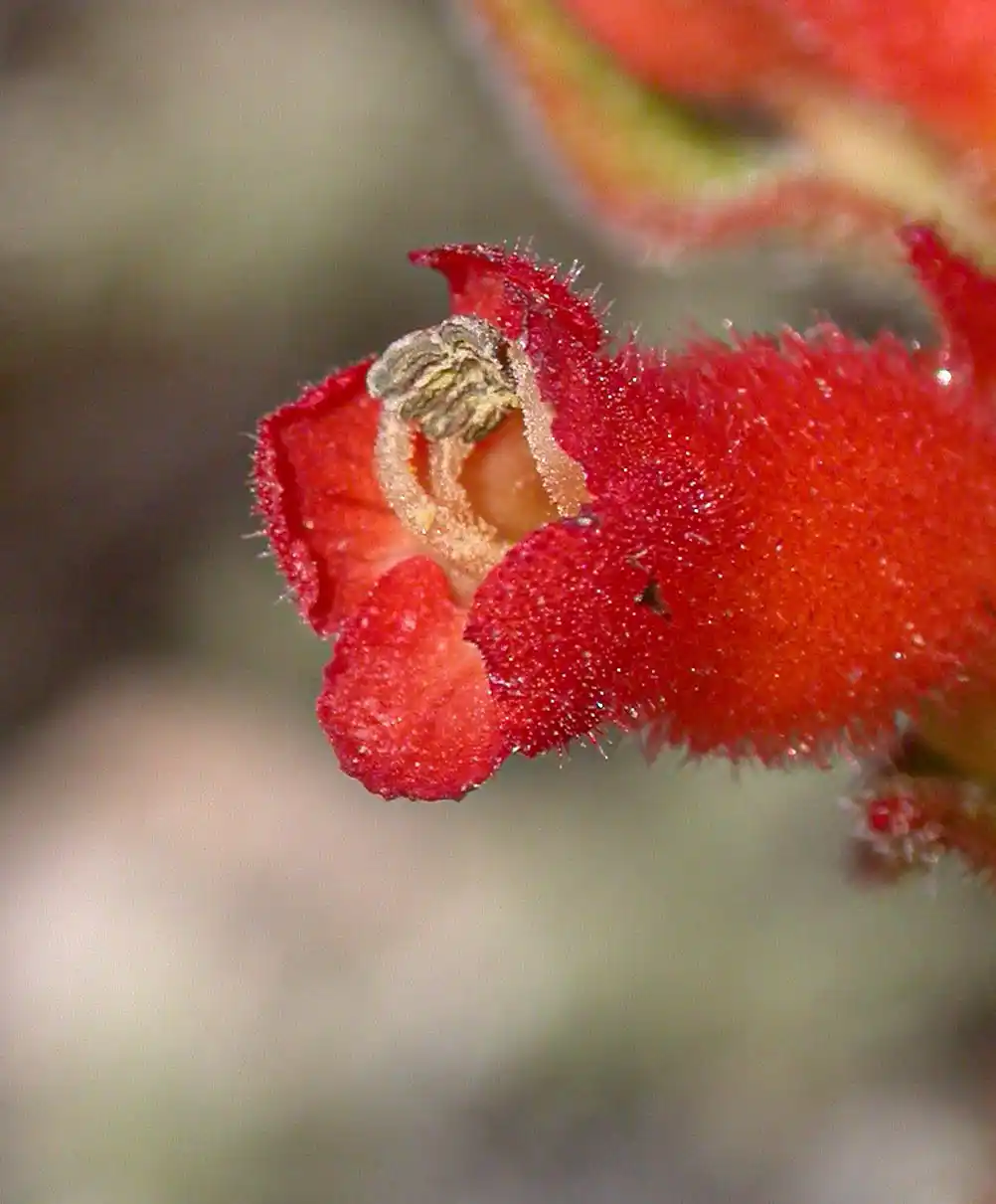 Sinningia allagophylla (Mart.) Wiehler