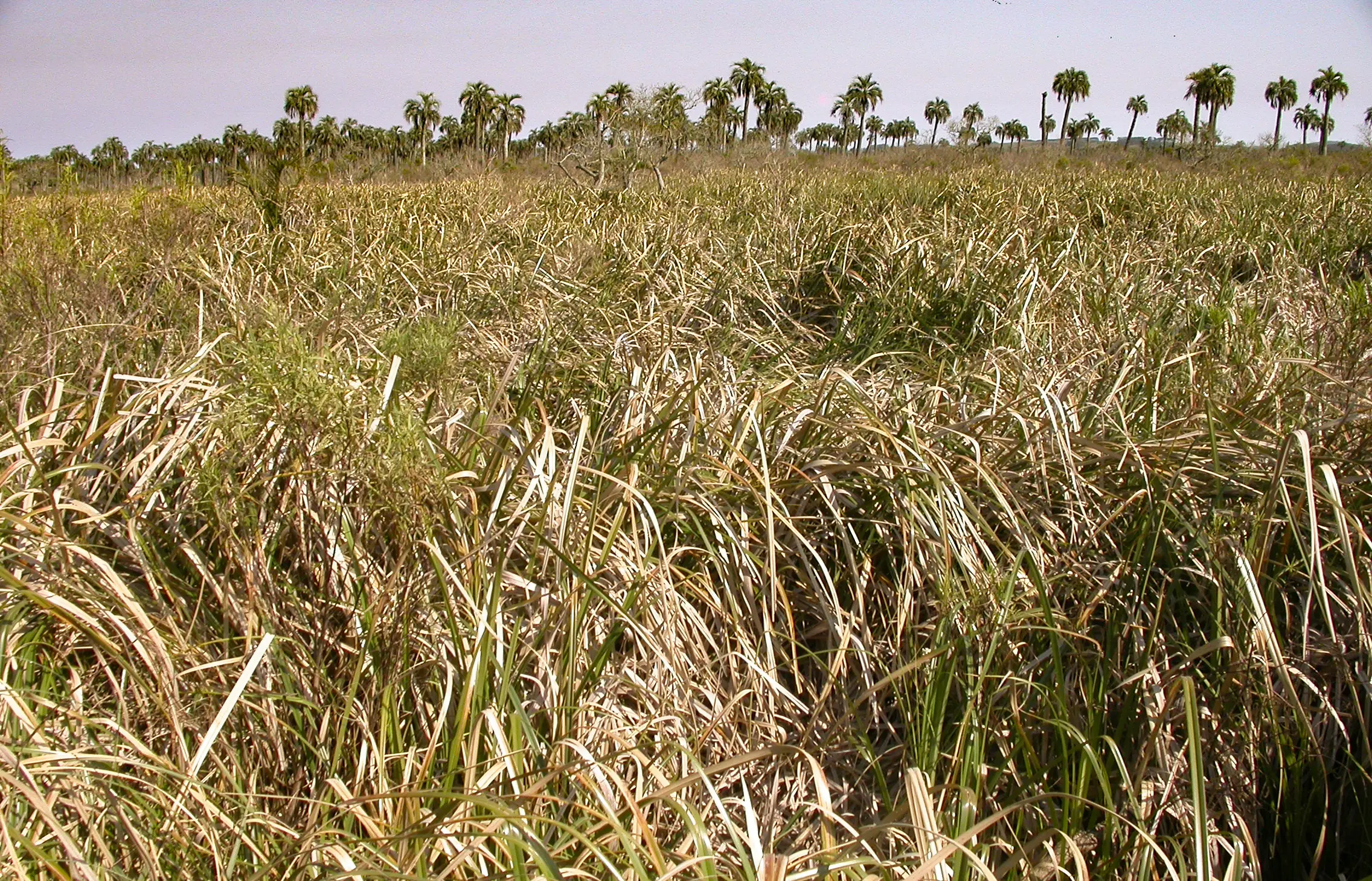 Cyperus byssaceus Pereira-Silva