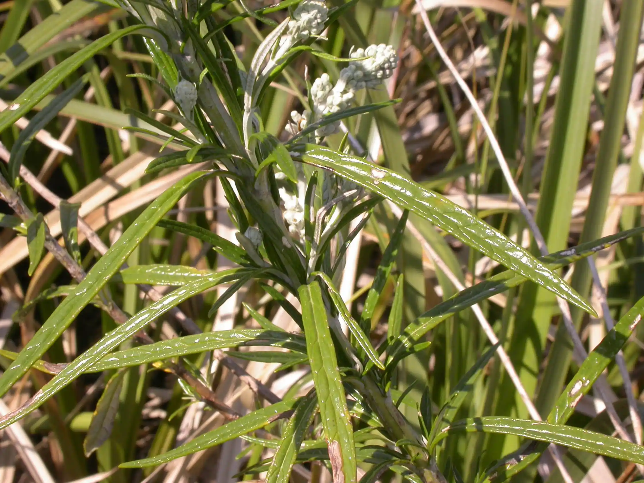 Buddleja thyrsoides Lam.