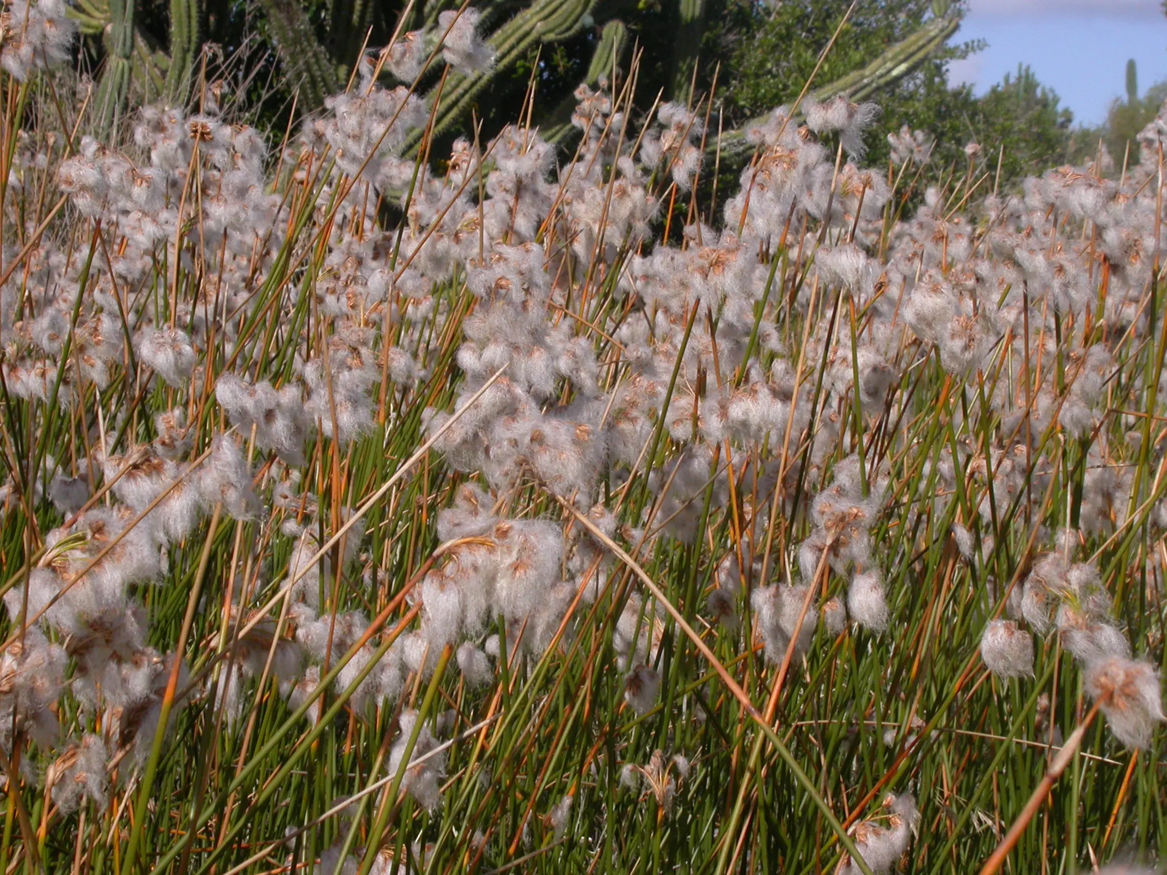 Cyperus trigynus Spreng.