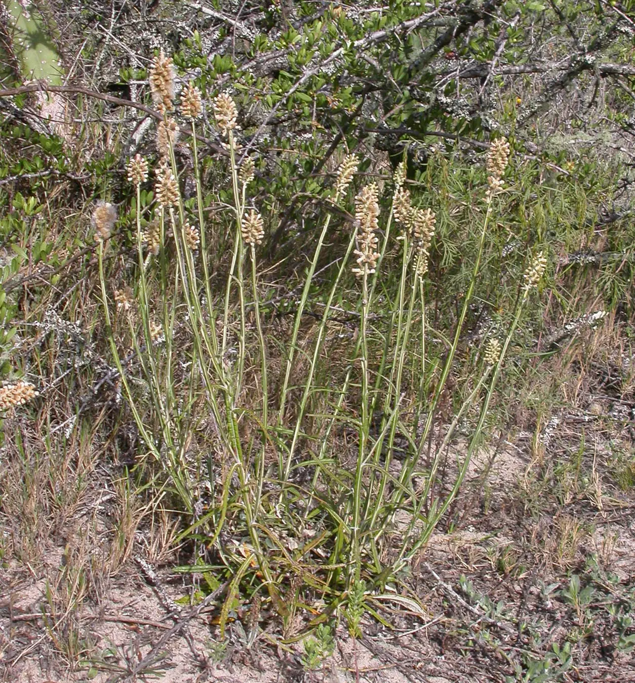 Pterocaulon lorentzii Malme