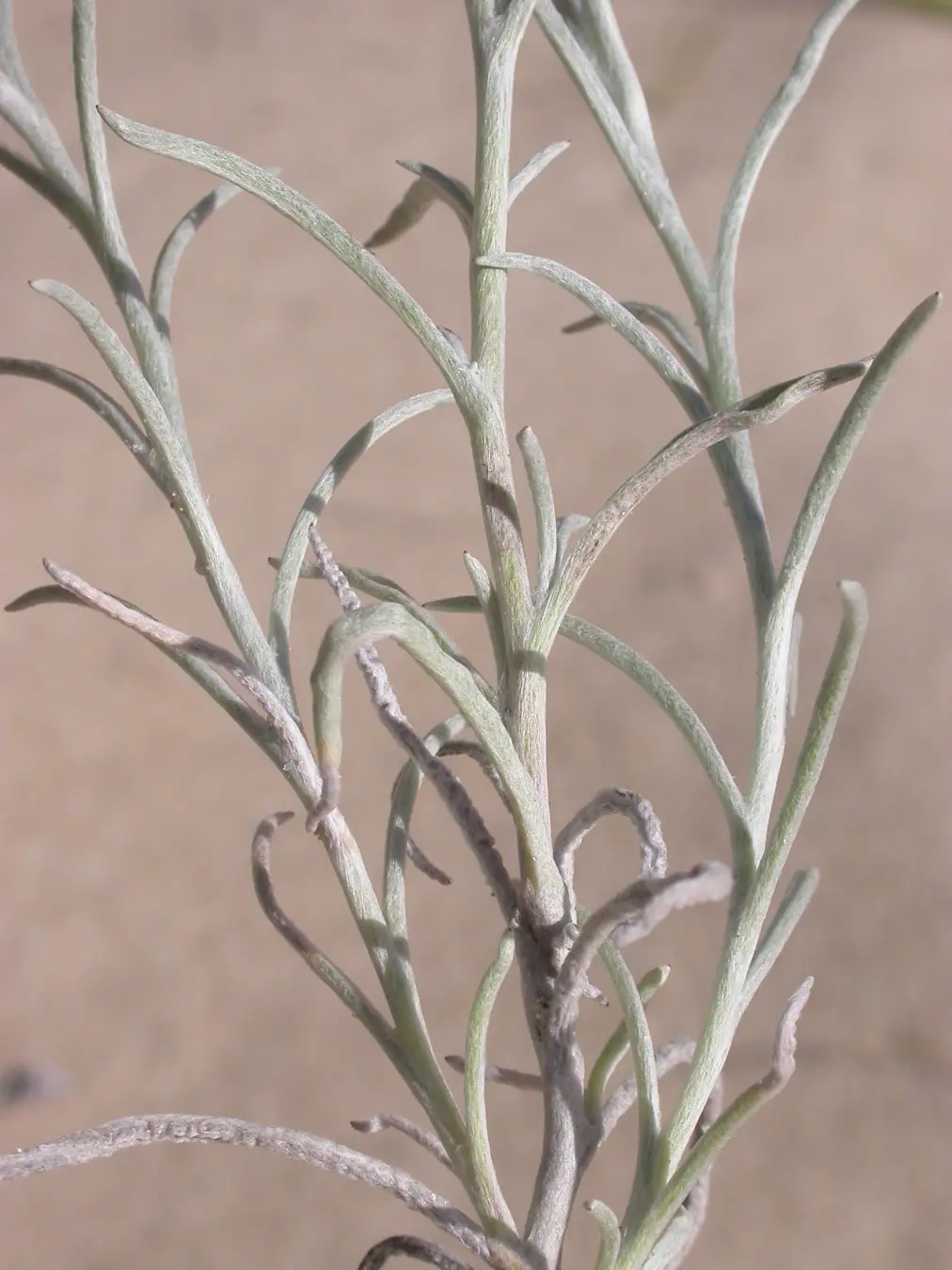 Gamochaeta filaginea (DC.) Cabrera
