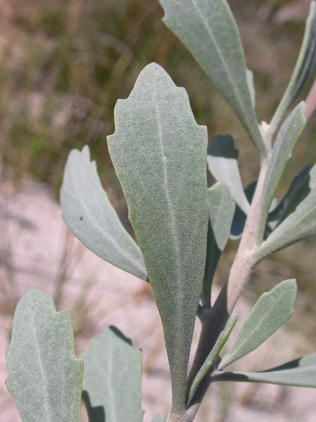 Tessaria absinthioides (Hook. & Arn.) DC.