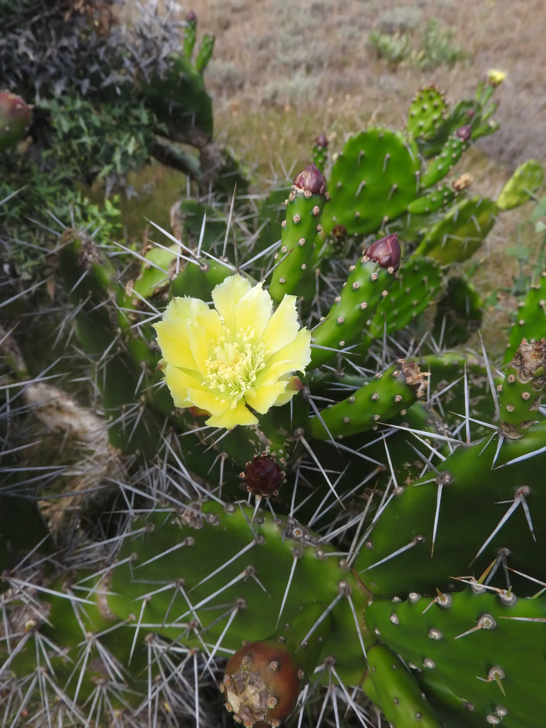 Opuntia arechavaletae Speg.