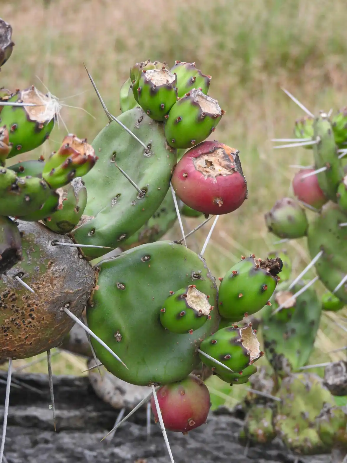 Opuntia rioplatensis Font