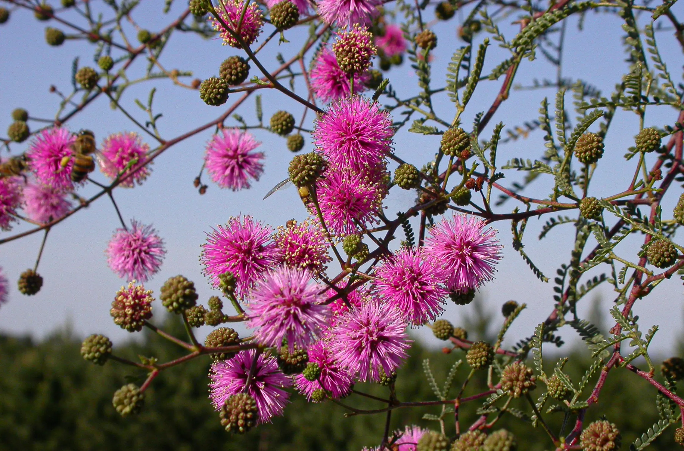 Mimosa bifurca Benth.