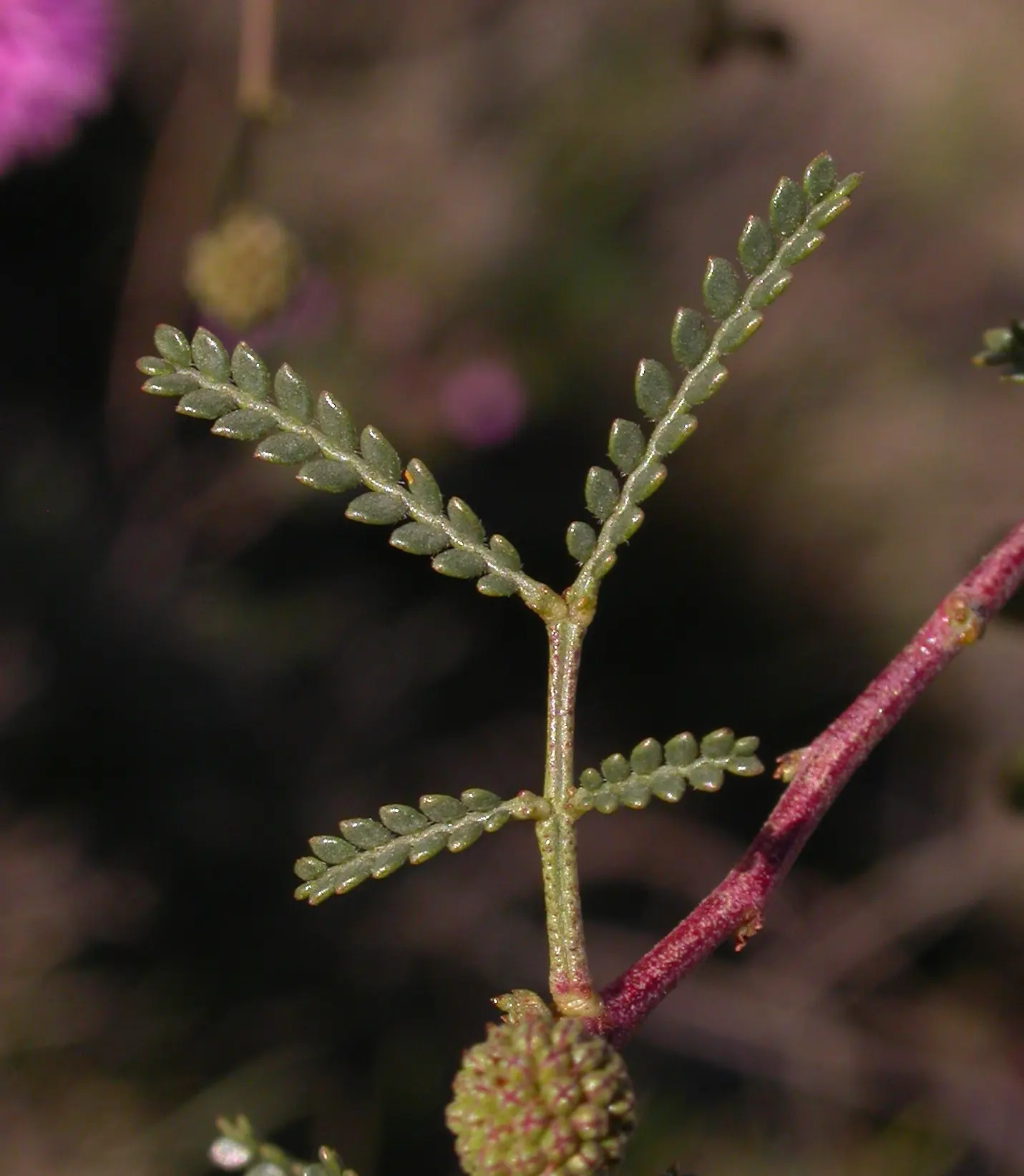 Mimosa bifurca Benth.