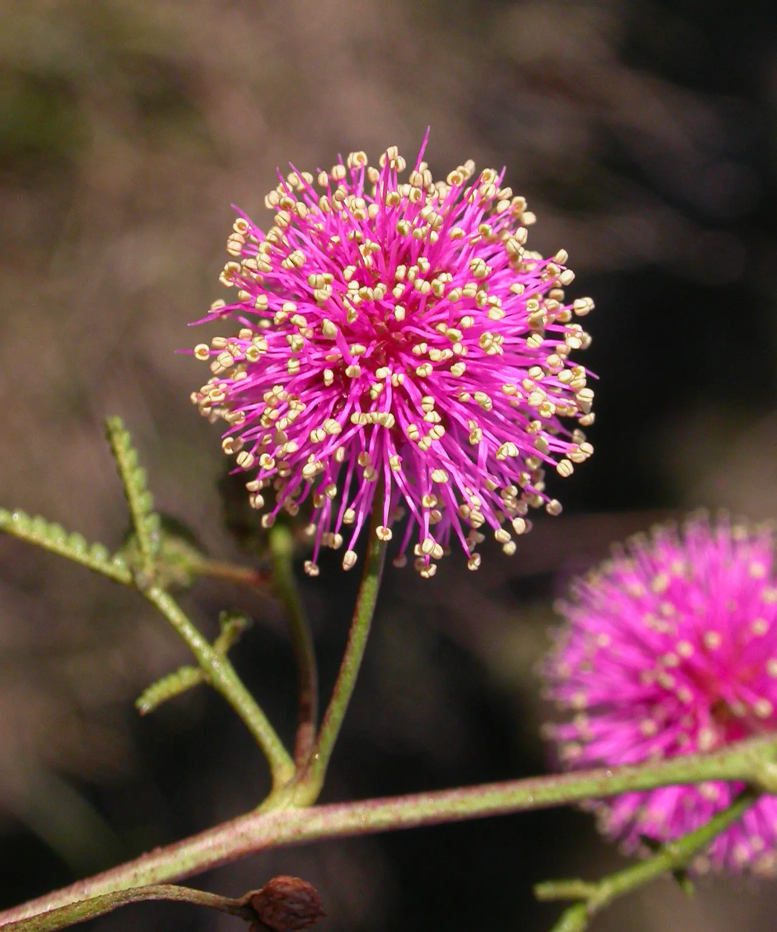 Mimosa bifurca Benth.