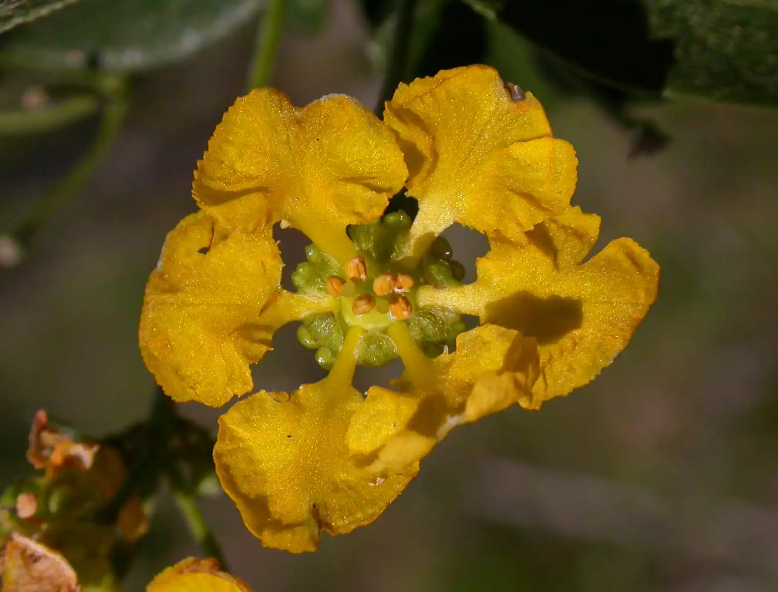 Janusia guaranitica A.Juss.