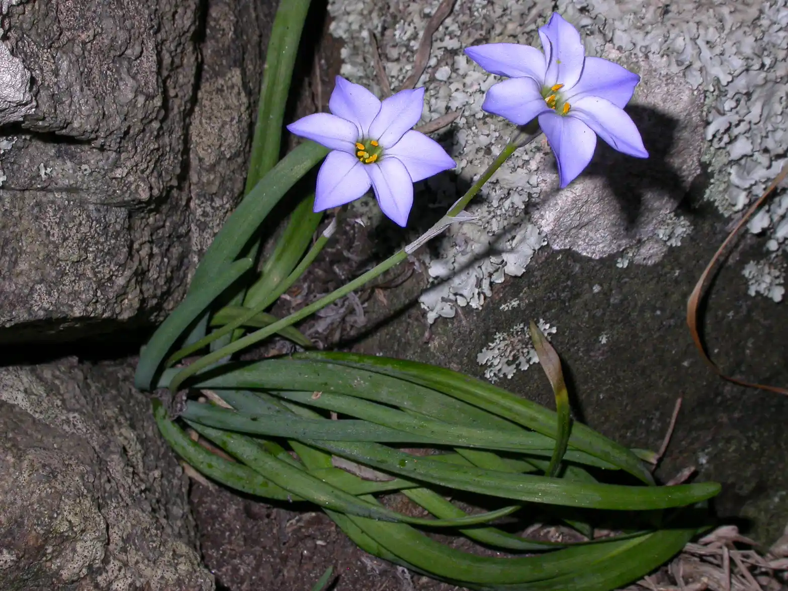 Ipheion uniflorum (Graham) Raf.