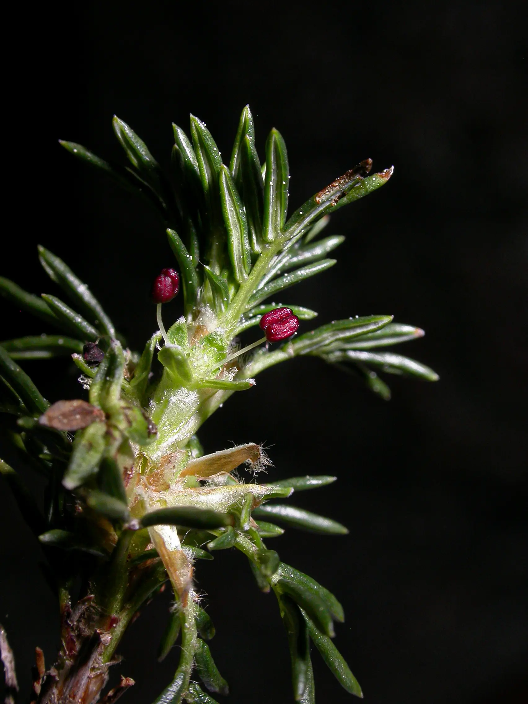 Margyricarpus pinnatus (Lam.) Kuntze