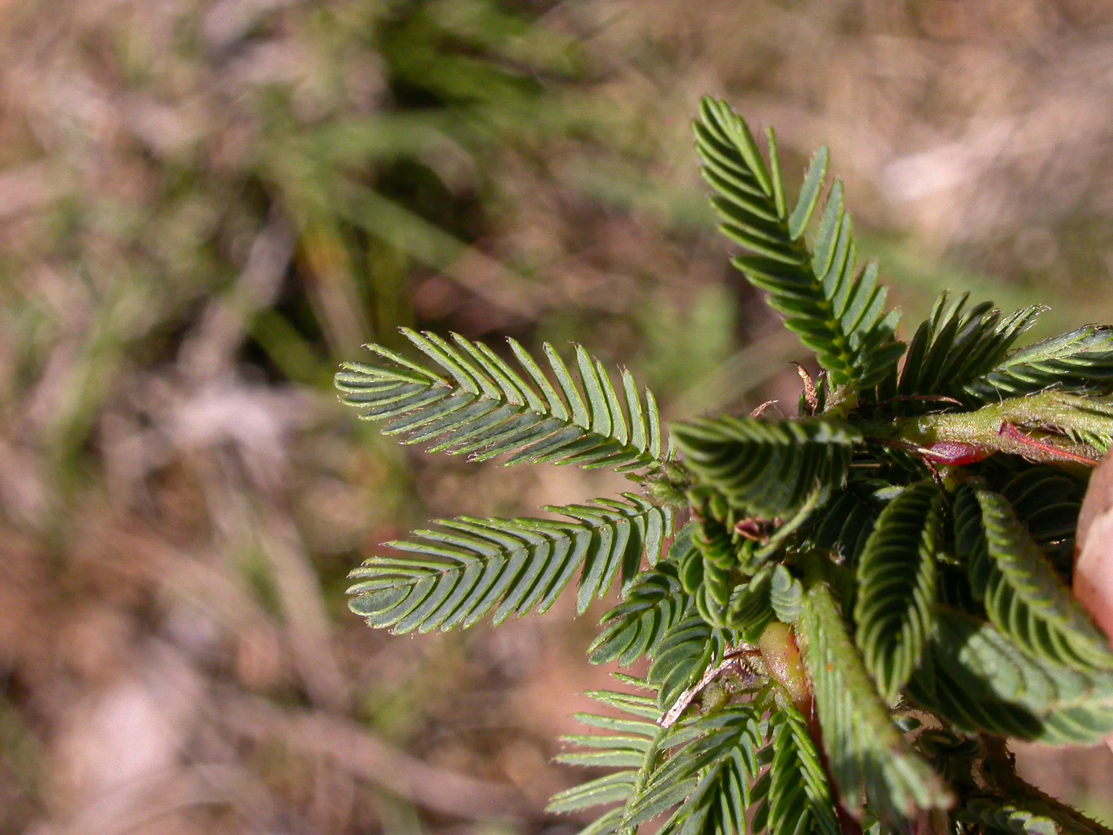 Mimosa reptans Benth.