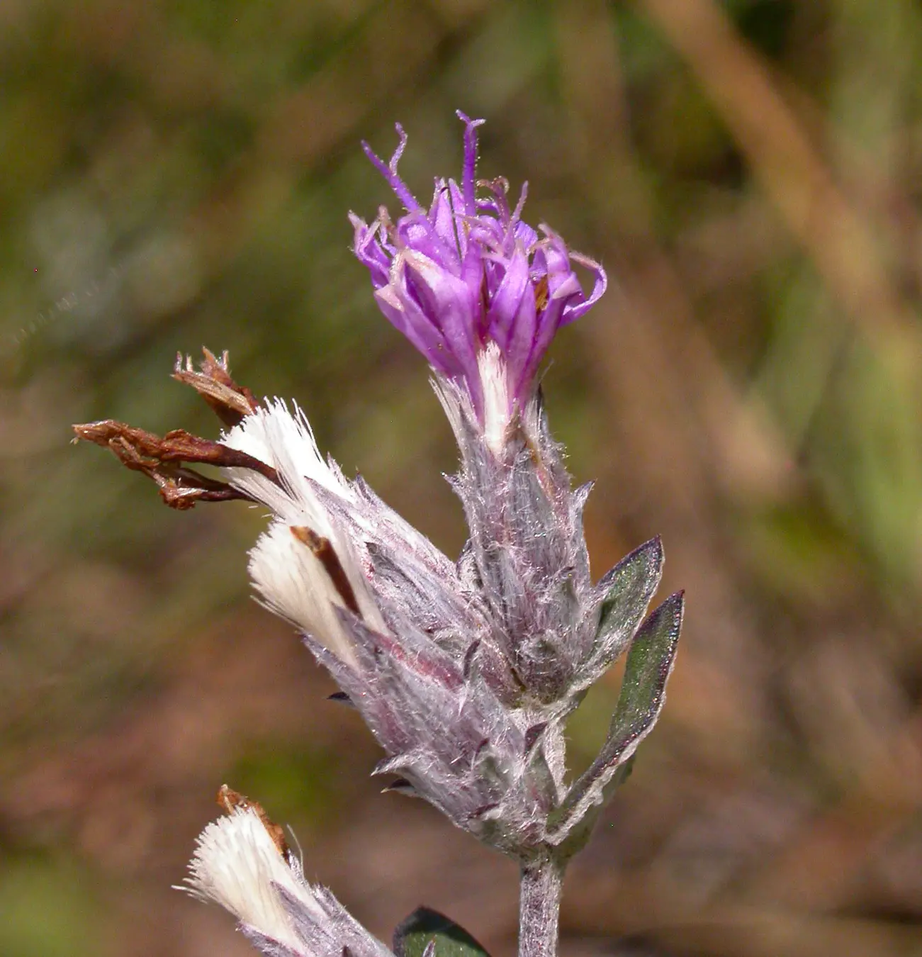 Stenocephalum megapotamicum (Spreng.) Sch.Bip.