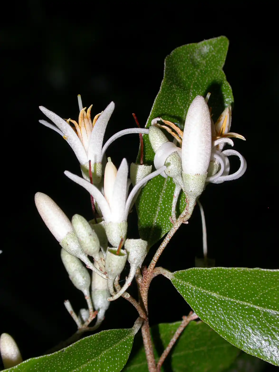Styrax leprosus Hook. & Arn.