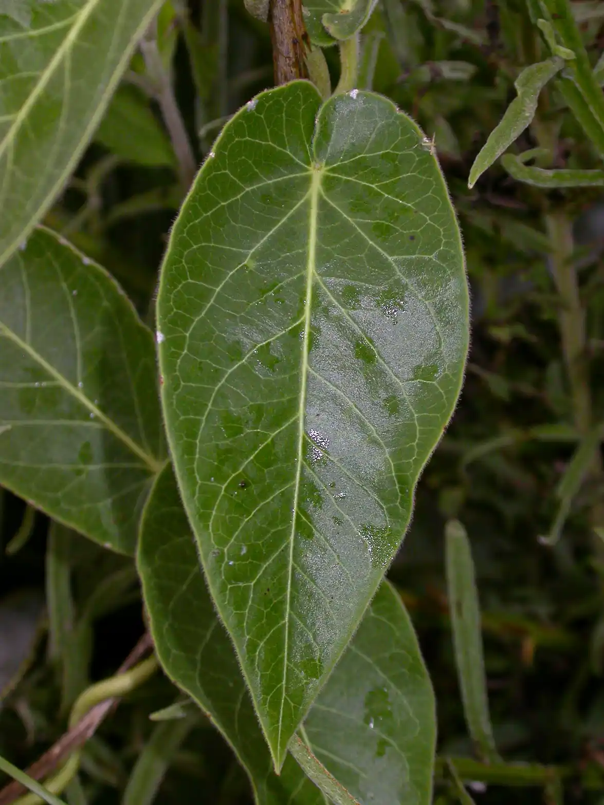 Funastrum flavum (Decne.) Malme