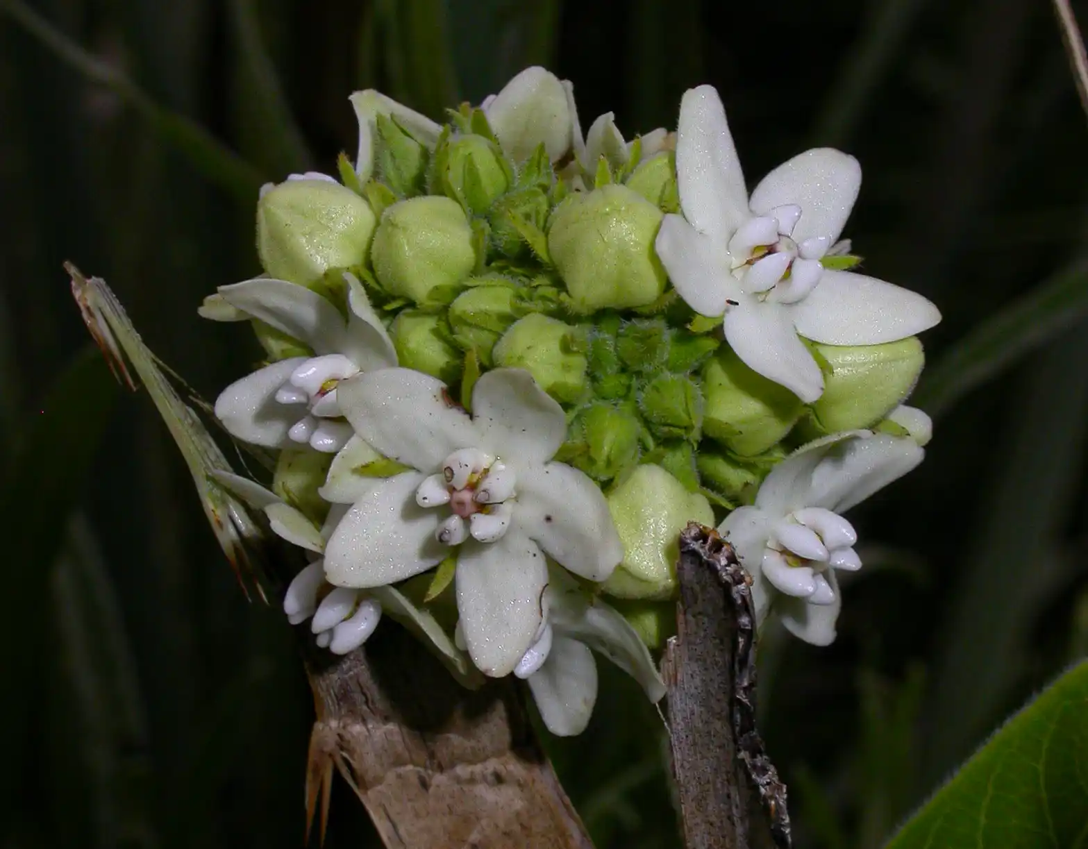 Funastrum flavum (Decne.) Malme