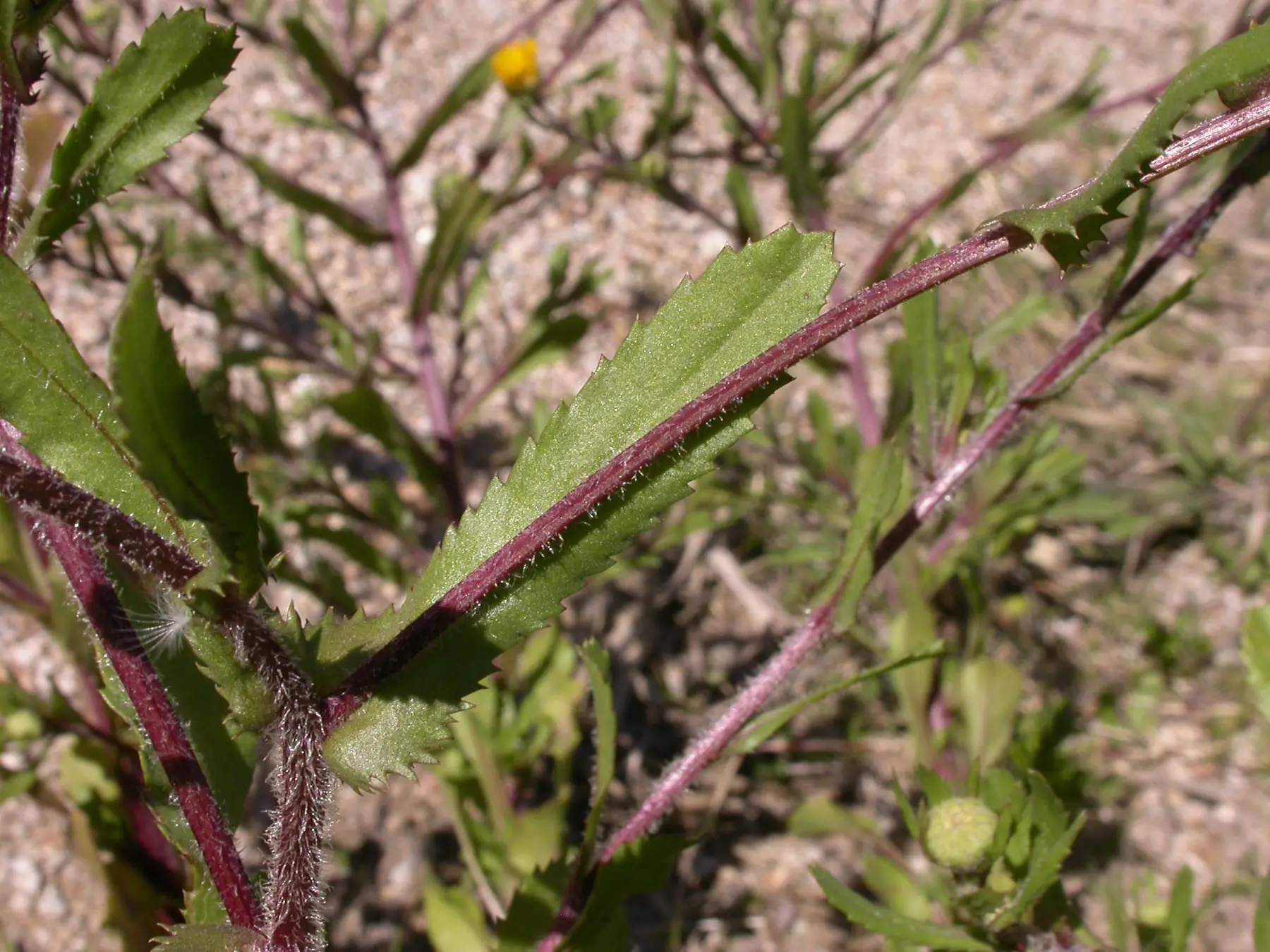 Coleostephus myconis (L.) Rchb.f.