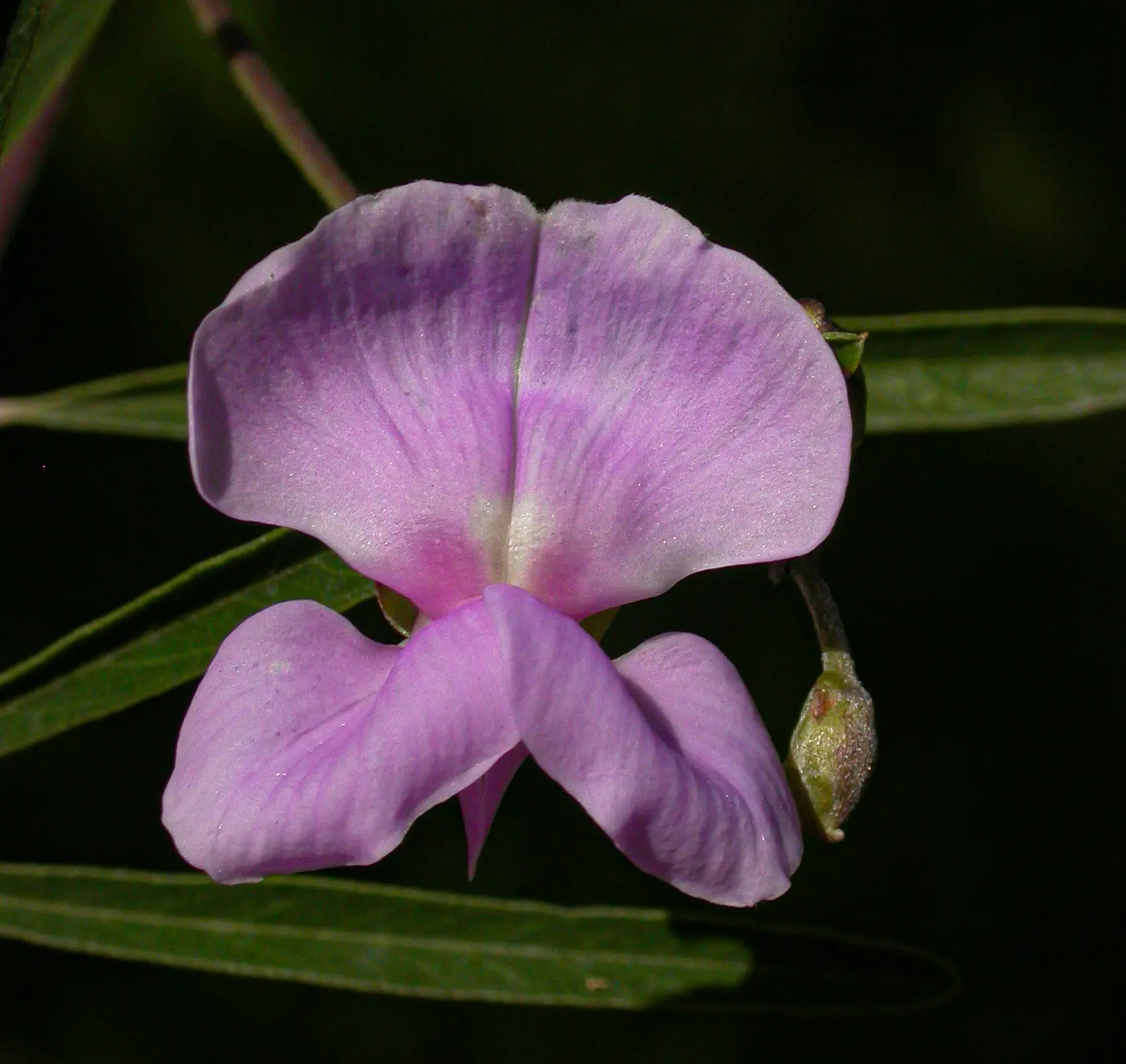 Collaea stenophylla (Hook. & Arn.) Benth.