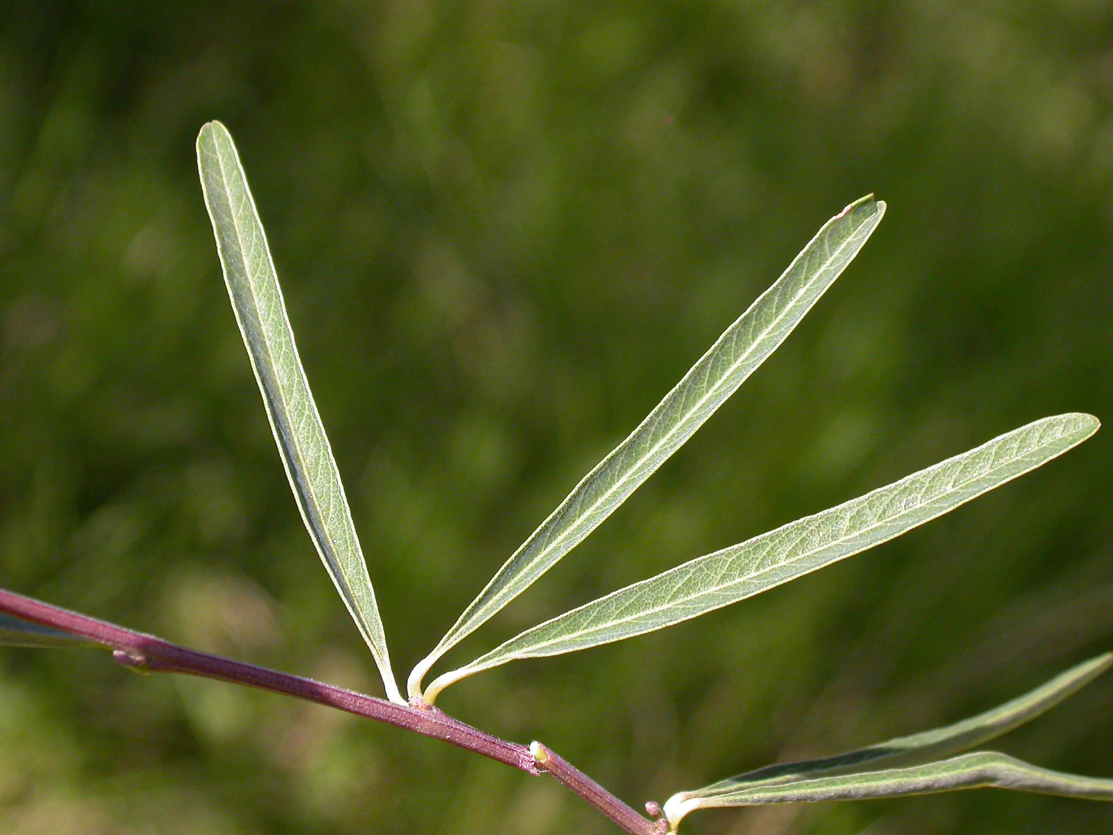Collaea stenophylla (Hook. & Arn.) Benth.