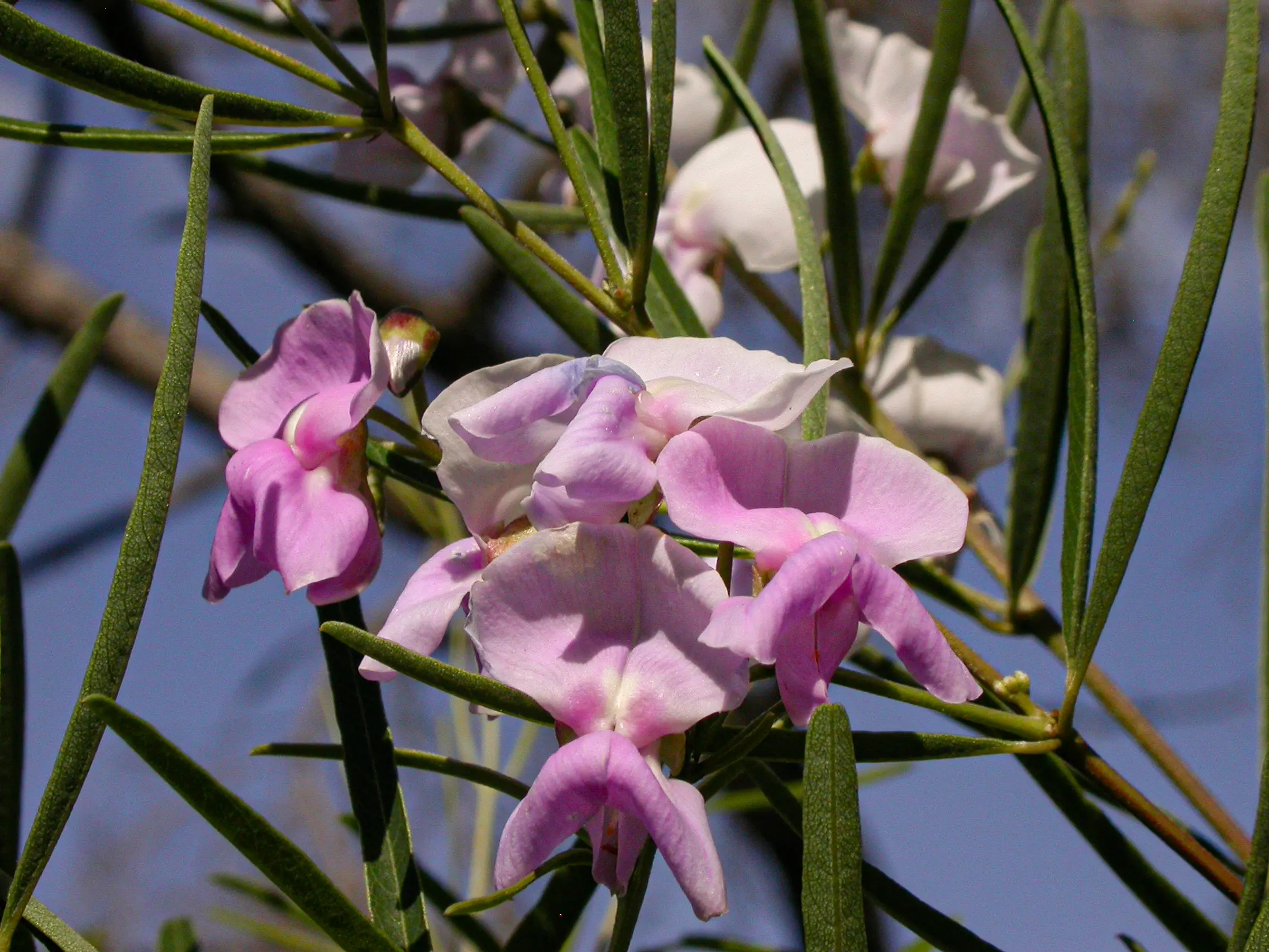 Collaea stenophylla (Hook. & Arn.) Benth.