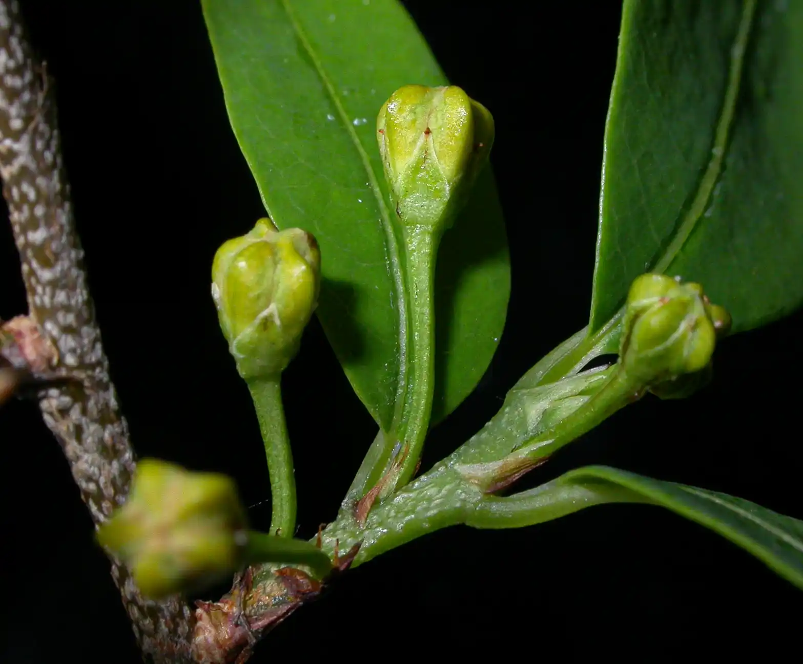 Erythroxylum myrsinites Mart.