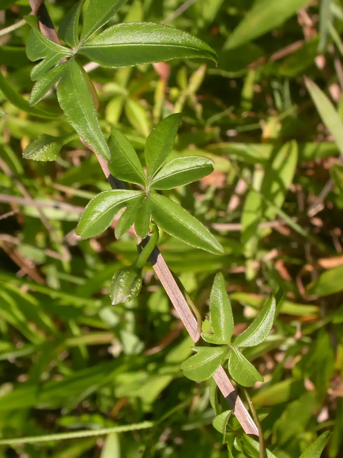 Ipomoea cairica (L.) Sweet