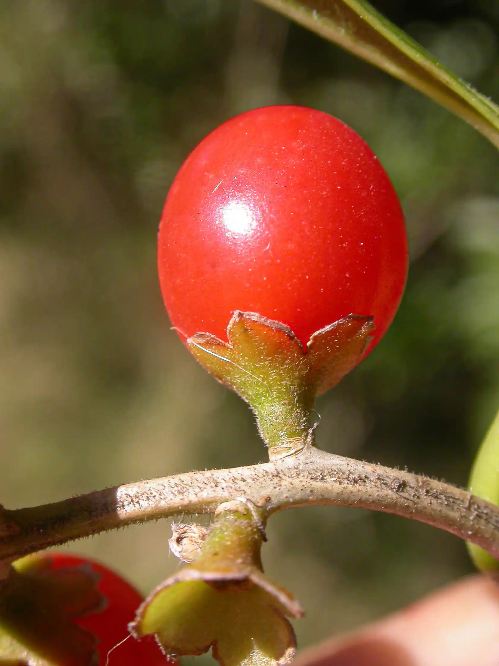 Citharexylum montevidense (Spreng.) Moldenke