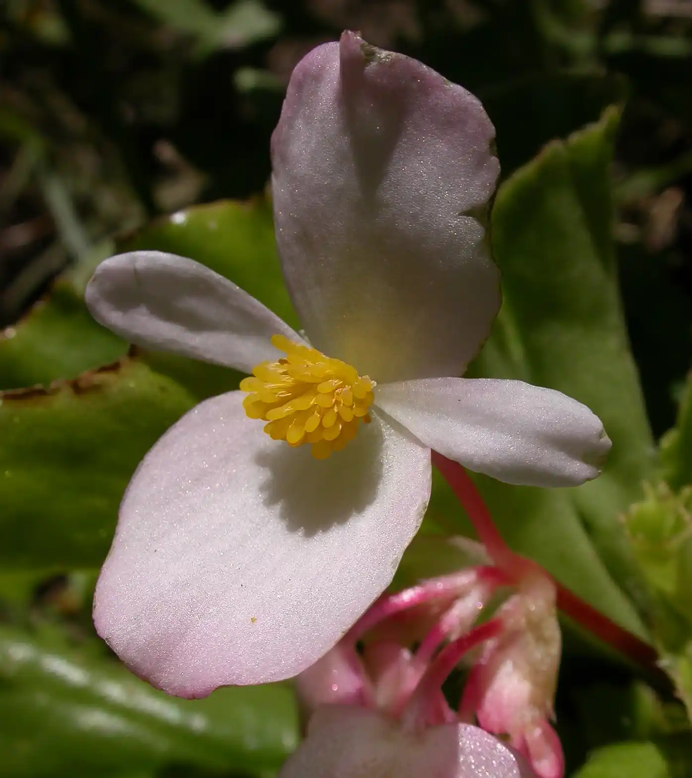 Begonia cucullata Willd.