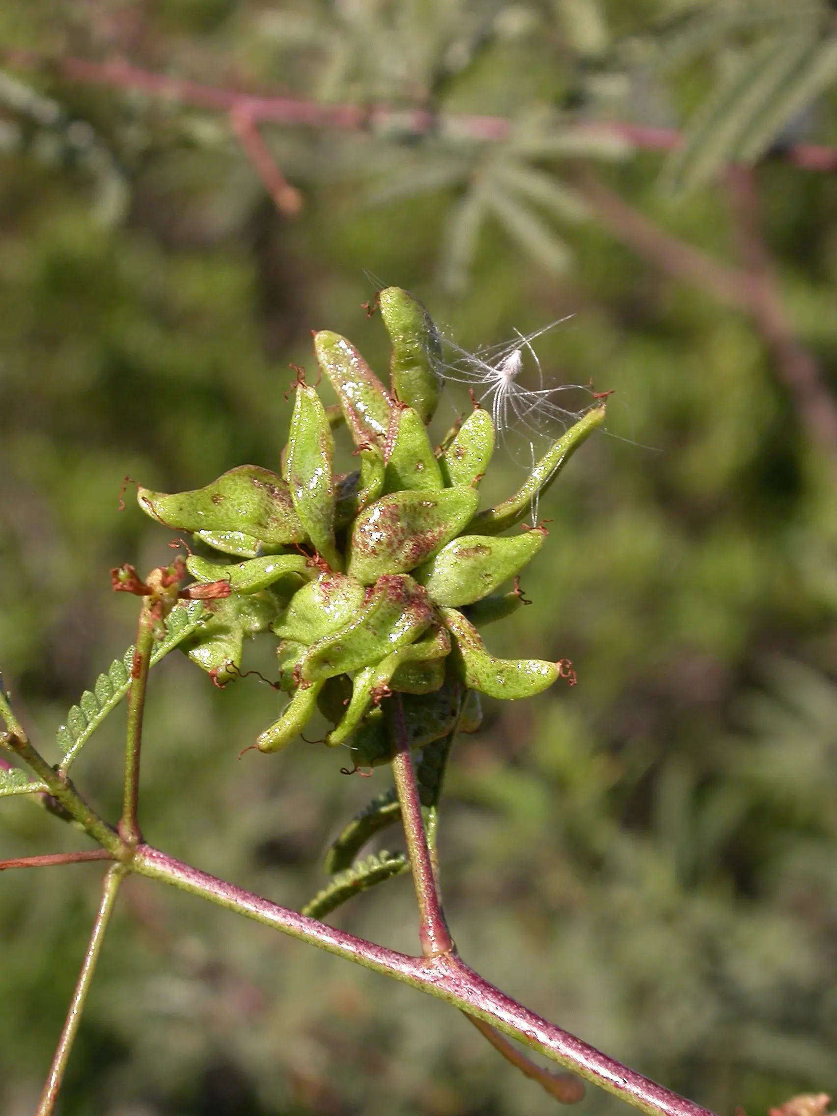 Mimosa bifurca Benth.
