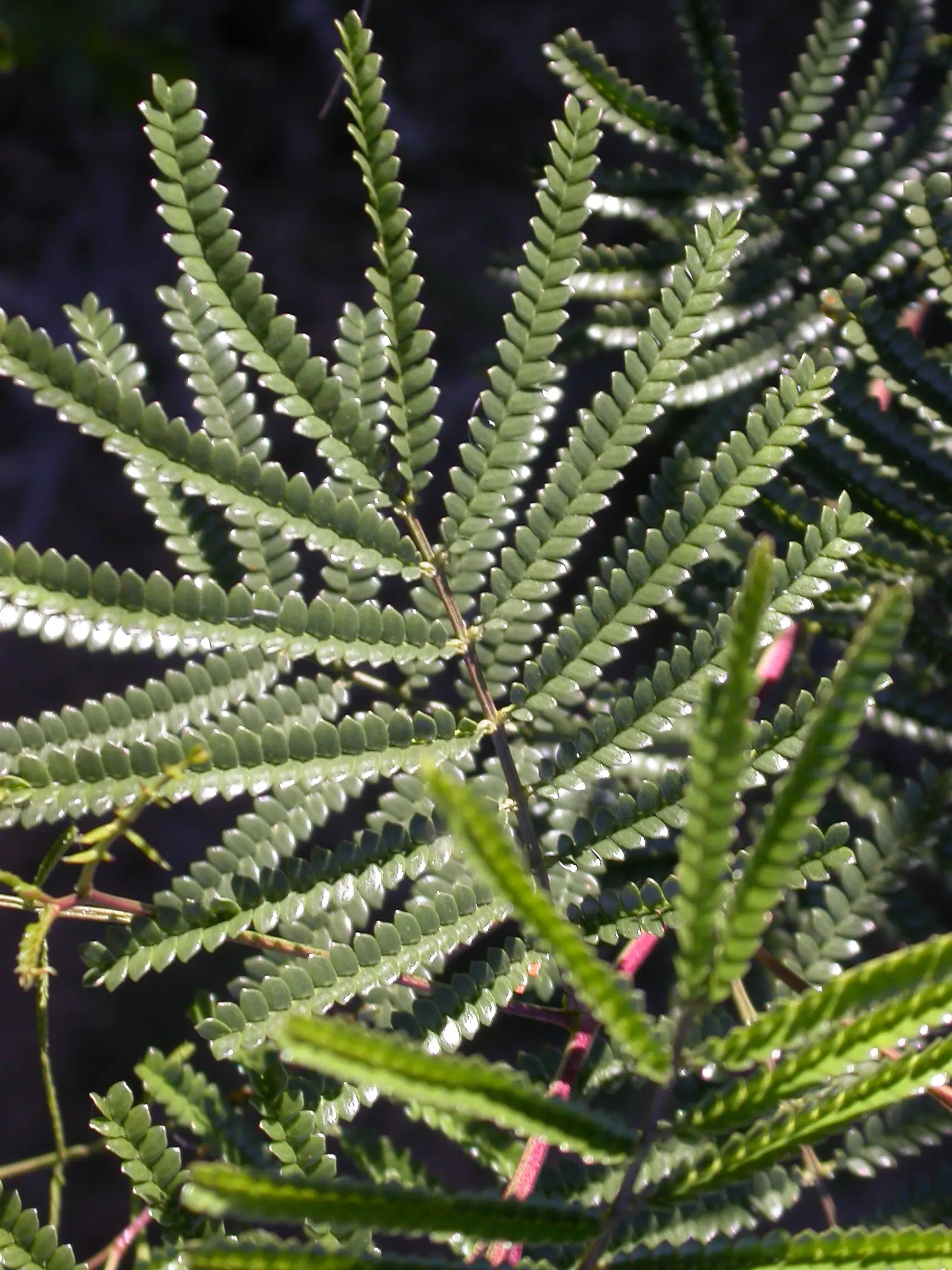 Mimosa bifurca Benth.