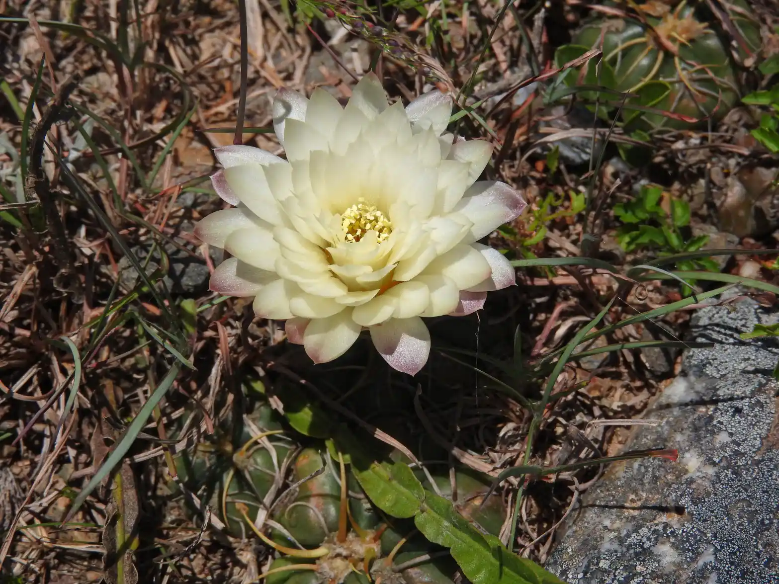 Gymnocalycium denudatum (Link & Otto) Pfeiff. ex Mittler