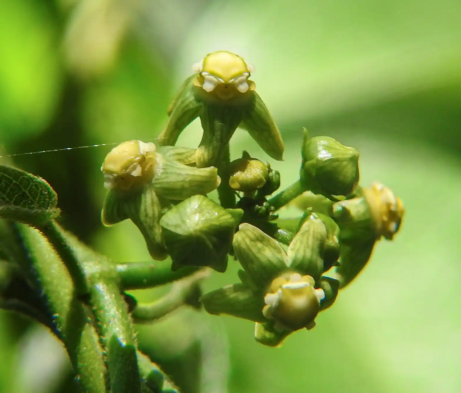 Gonolobus parviflorus Decne.