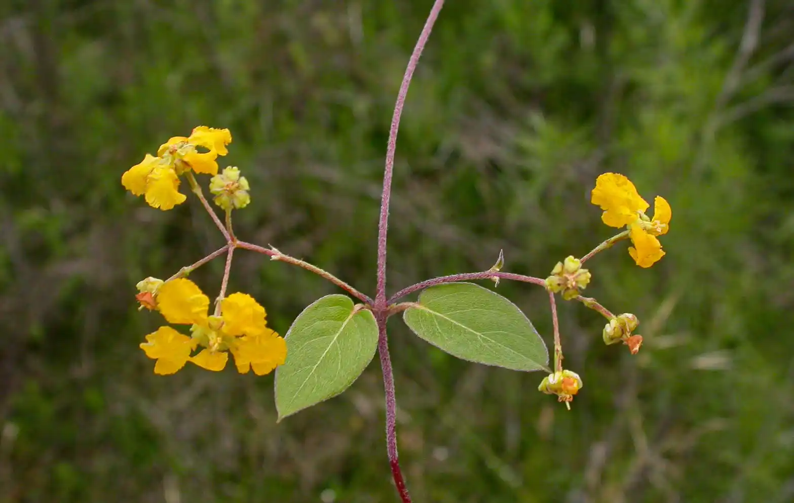 Janusia guaranitica A.Juss.