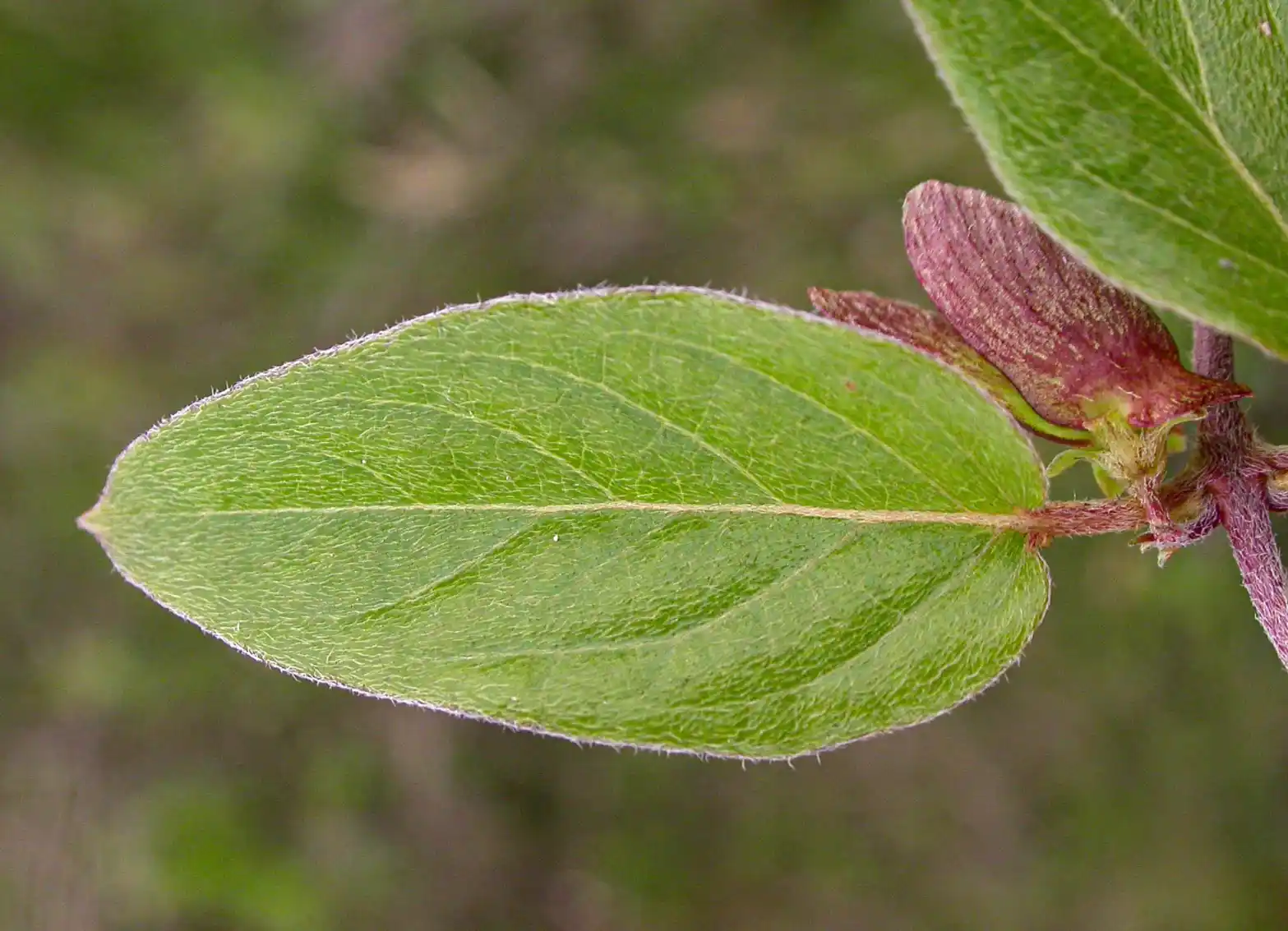 Janusia guaranitica A.Juss.
