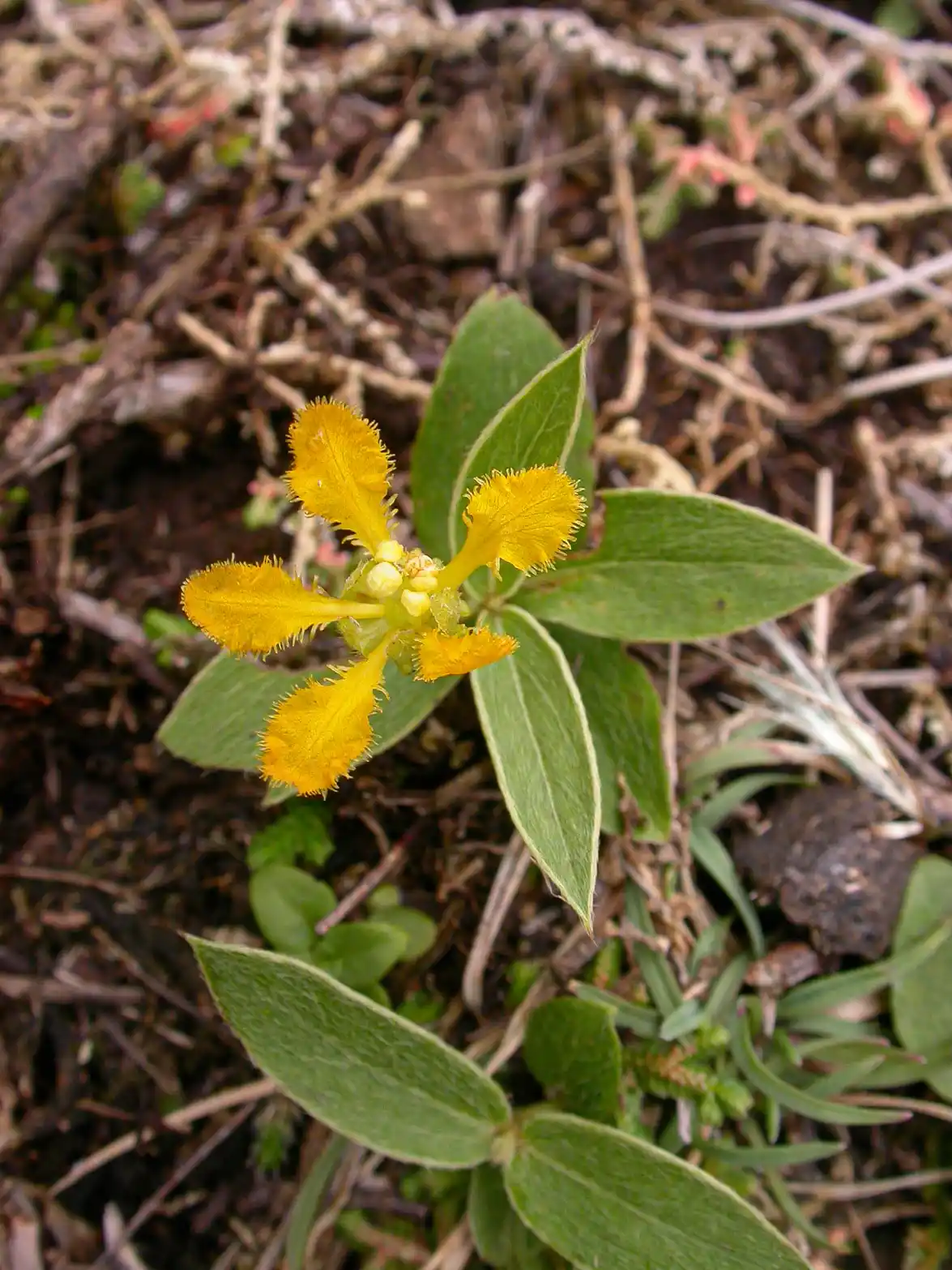 Mamedea pulchella (Griseb.) R.F.Almeida & M.Pell.