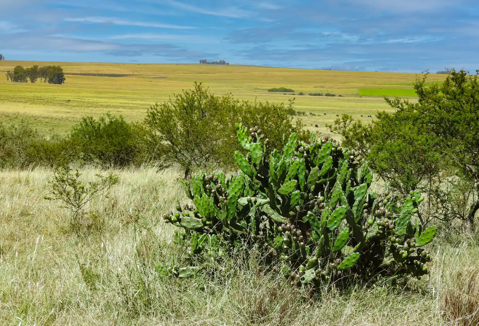 Opuntia elata Salm-Dyck
