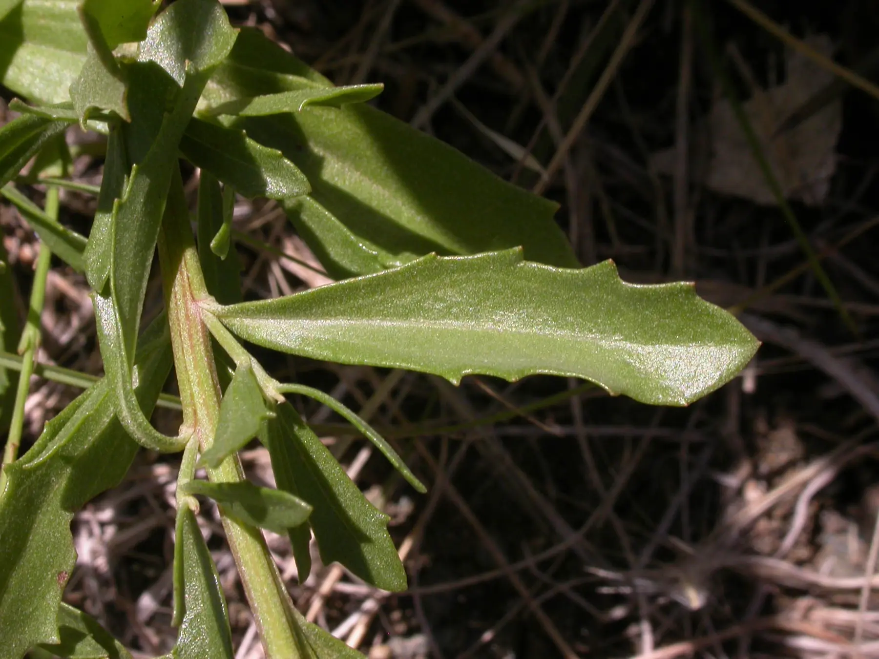 Baccharis linearifolia (Lam.) Pers.