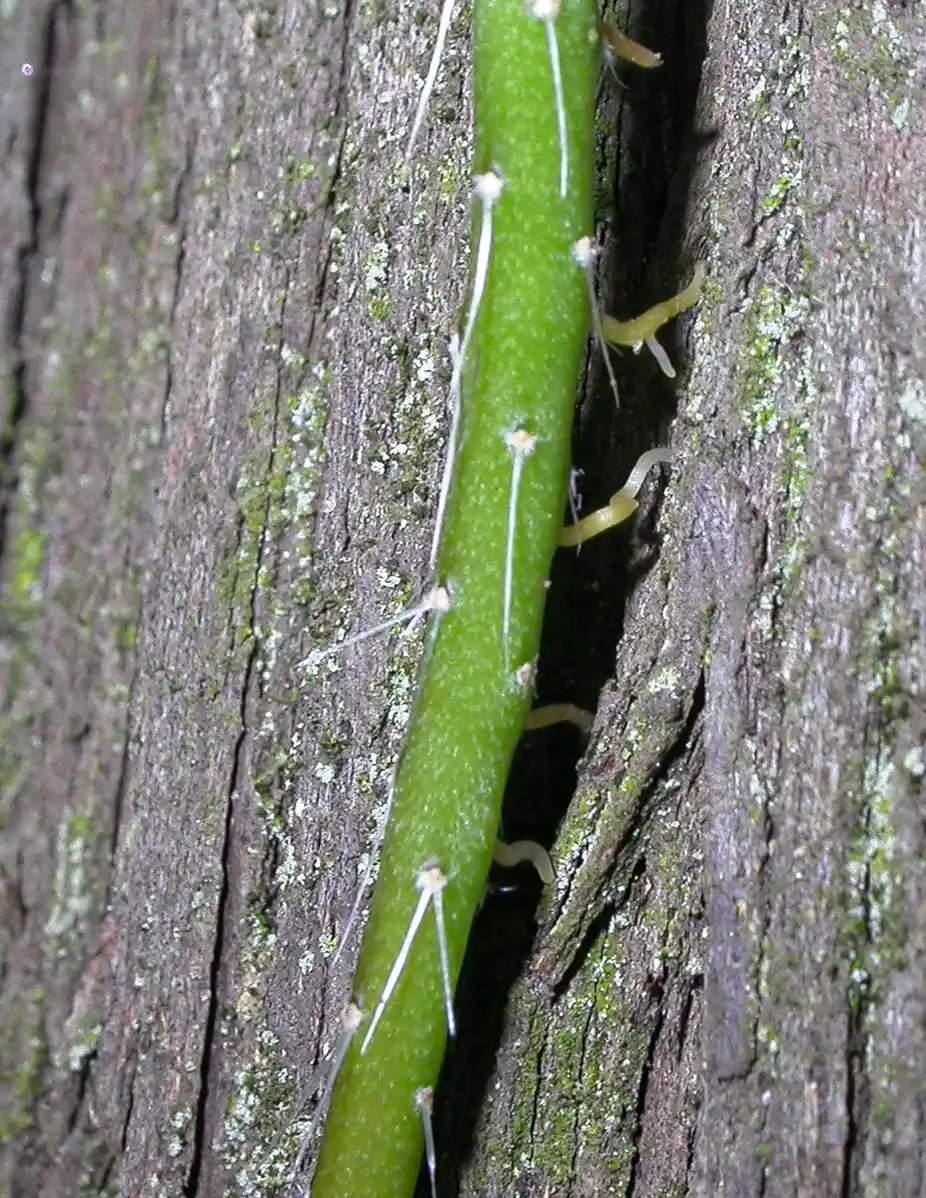 Lepismium lumbricoides (Lem.) Barthlott