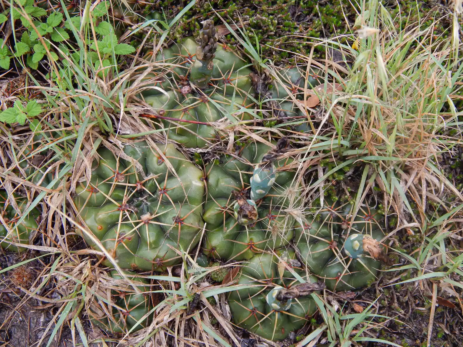 Gymnocalycium hyptiacanthum subsp. uruguayense (Arechav.) Mereg.