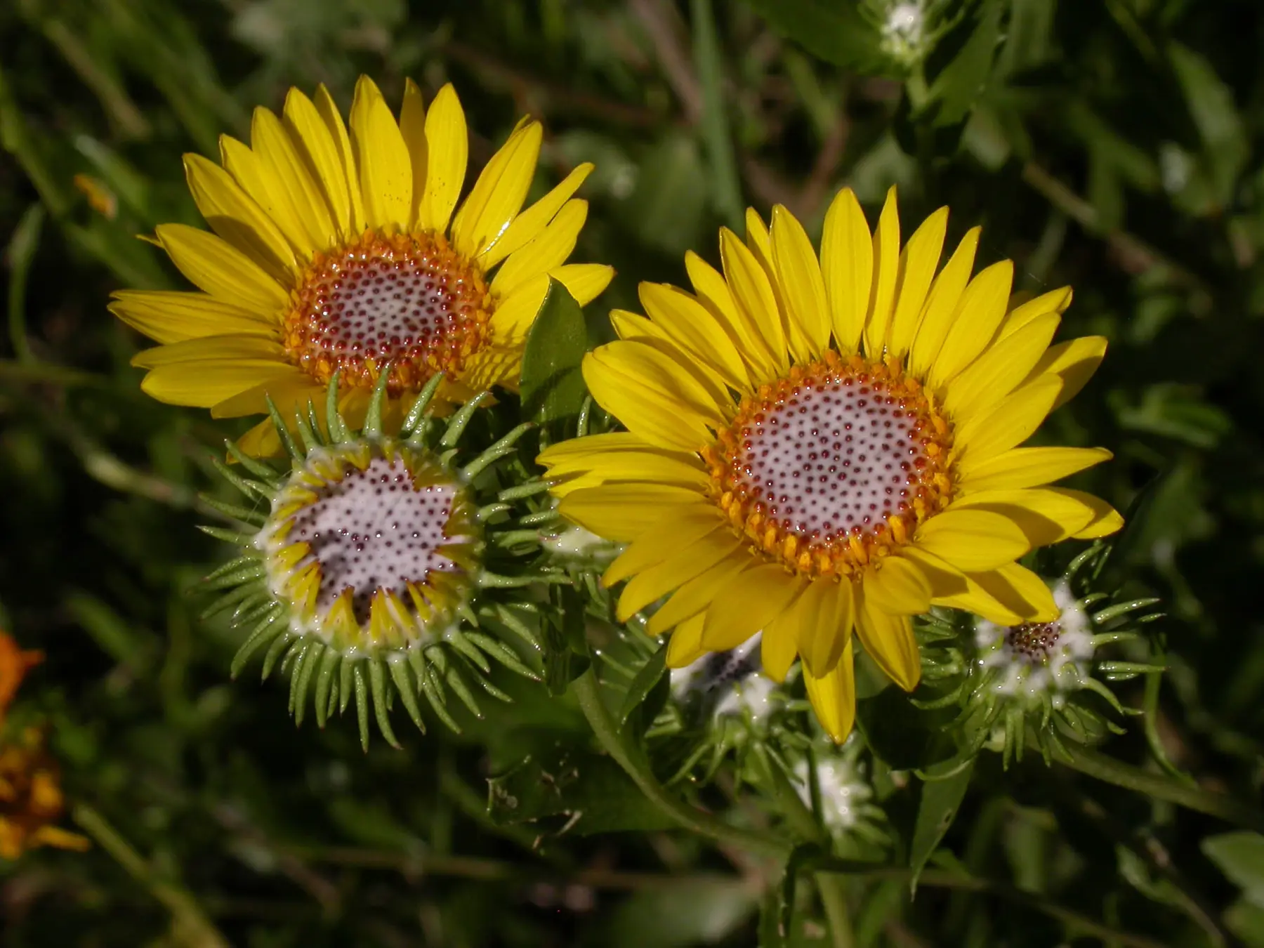 Grindelia pulchella var. pulchella