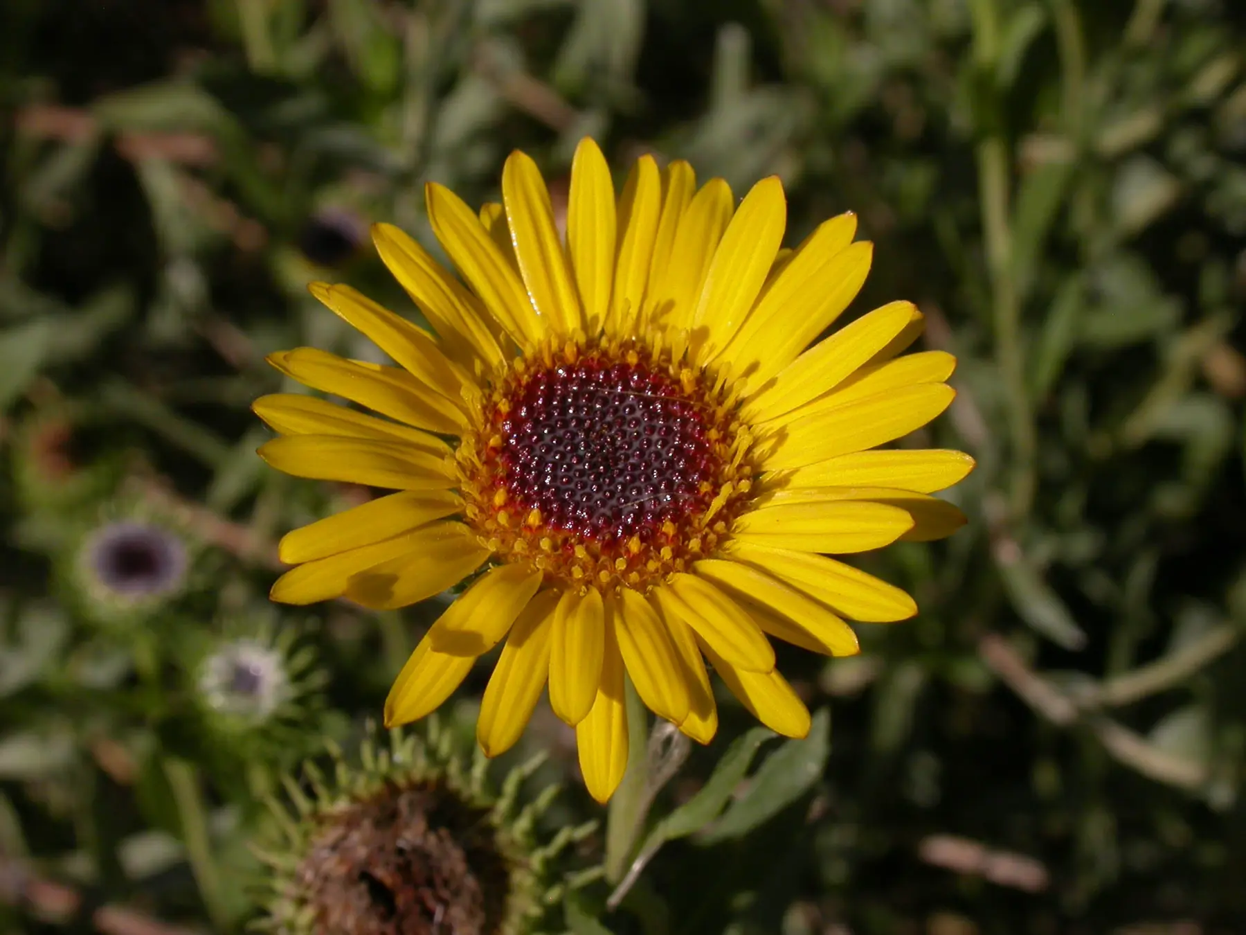 Grindelia pulchella var. pulchella