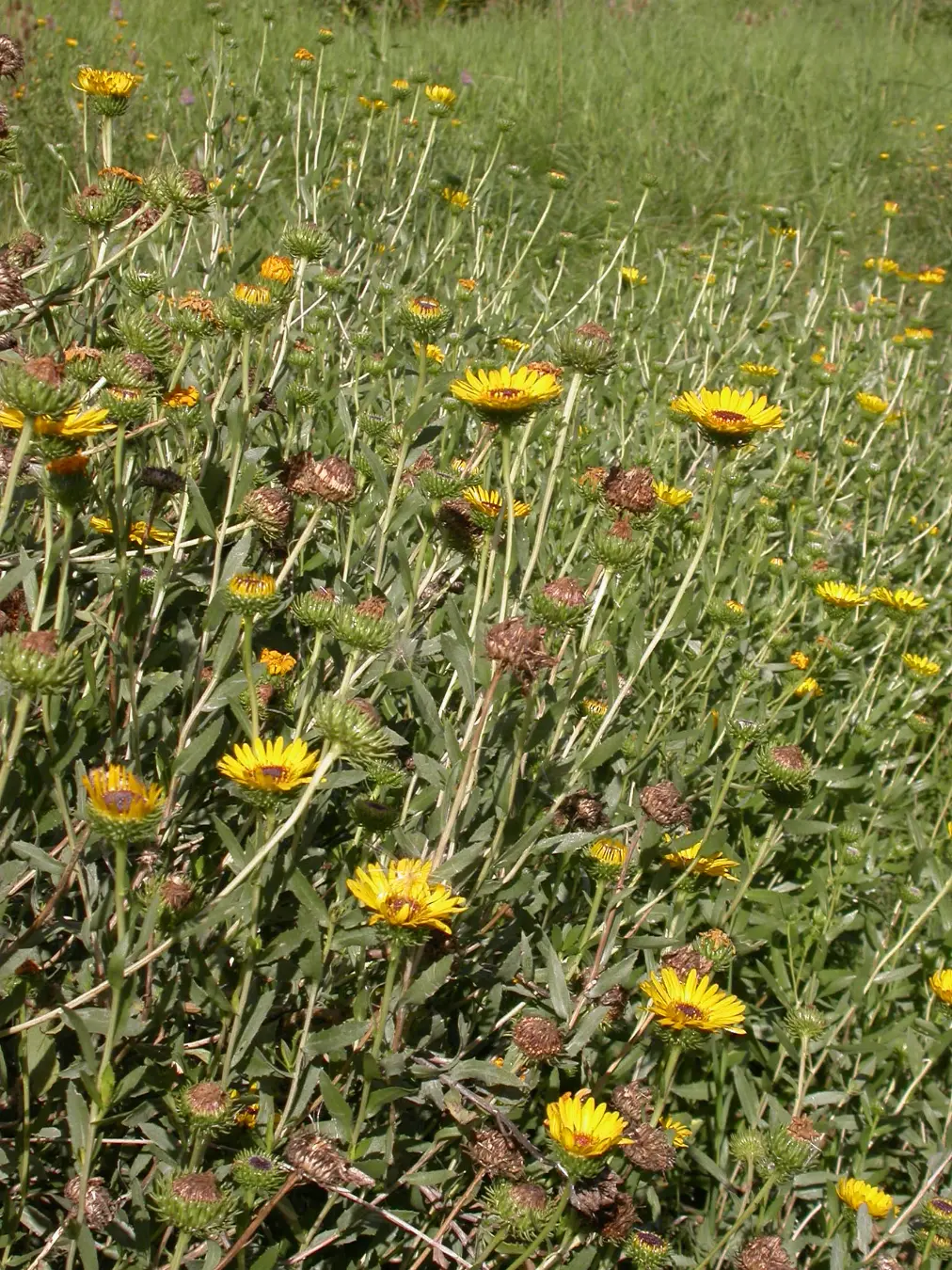 Grindelia pulchella var. pulchella
