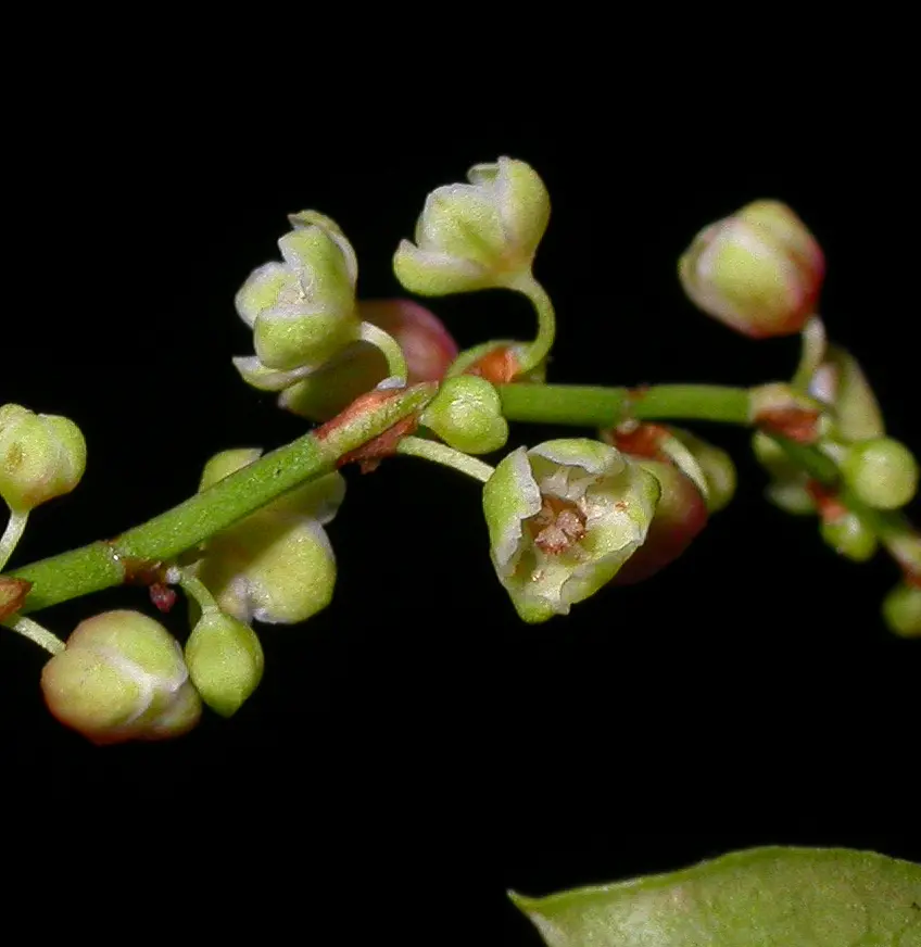 Muehlenbeckia sagittifolia (Ortega) Meisn.