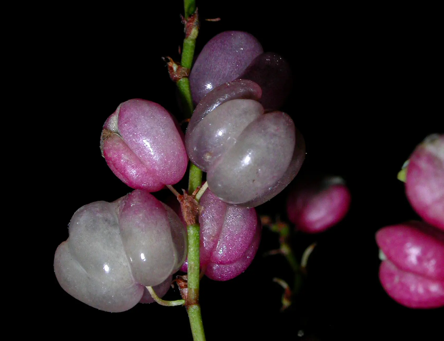 Muehlenbeckia sagittifolia (Ortega) Meisn.